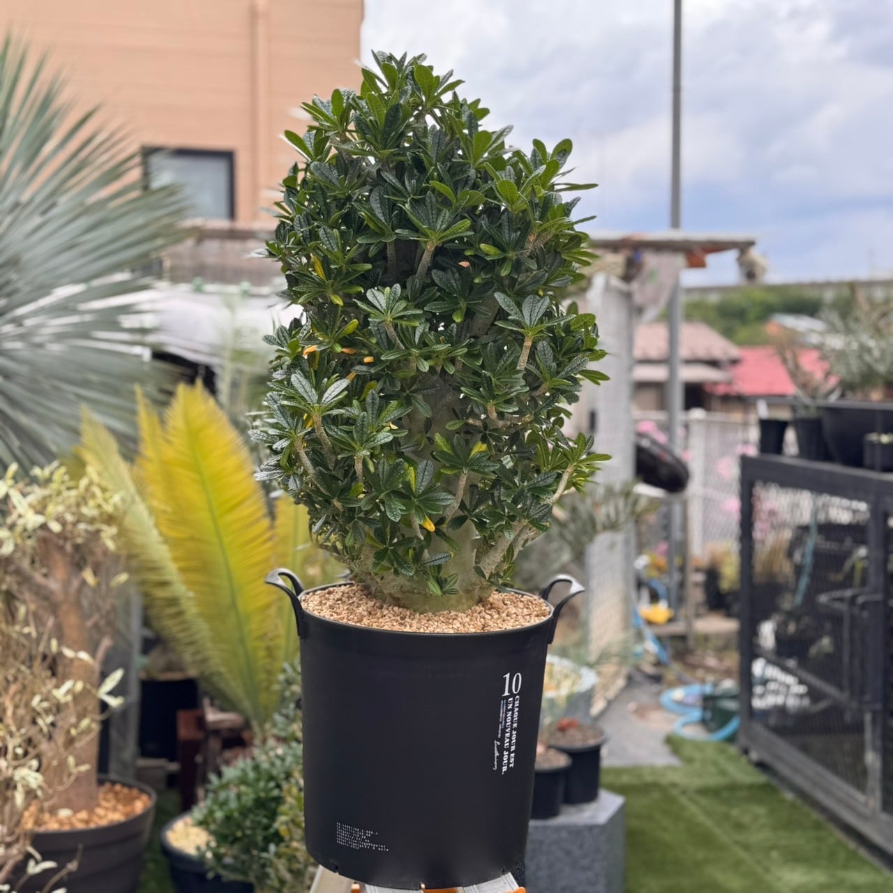 ovatifolia 'Lava Flow' オバティフォリア ラバフロー 薄斑 中斑 | PAY ID
