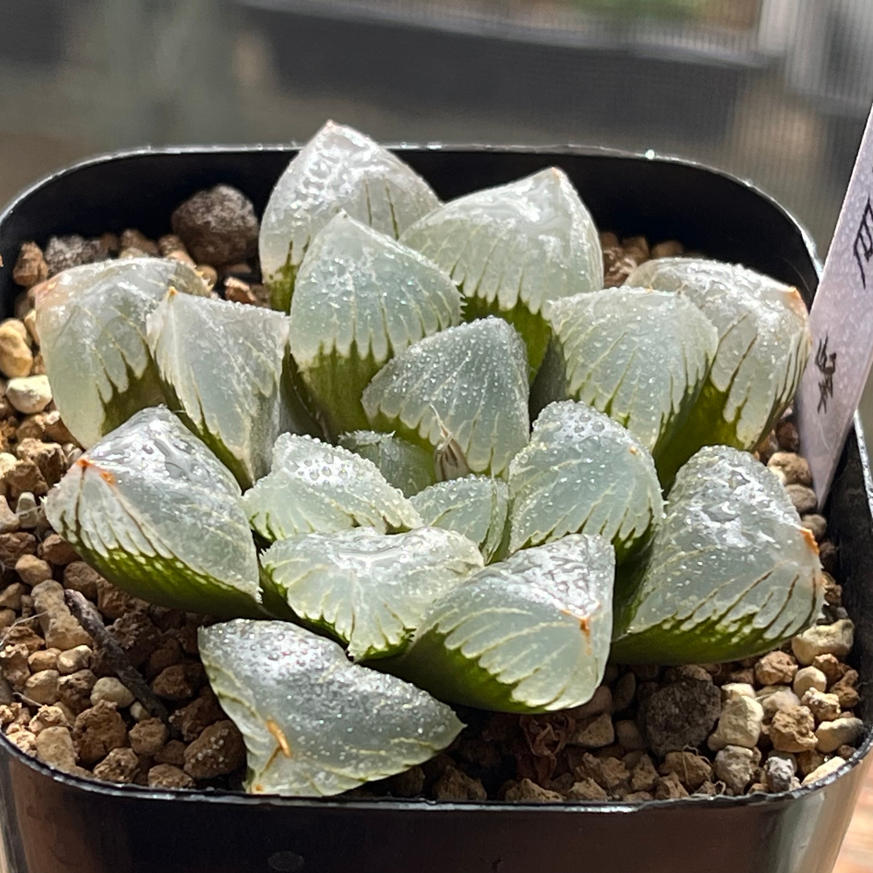 ハオルチア 桜水晶錦 | mocono_plants