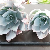 カット苗 カンテ 10cm超 大株 Echeveria cante