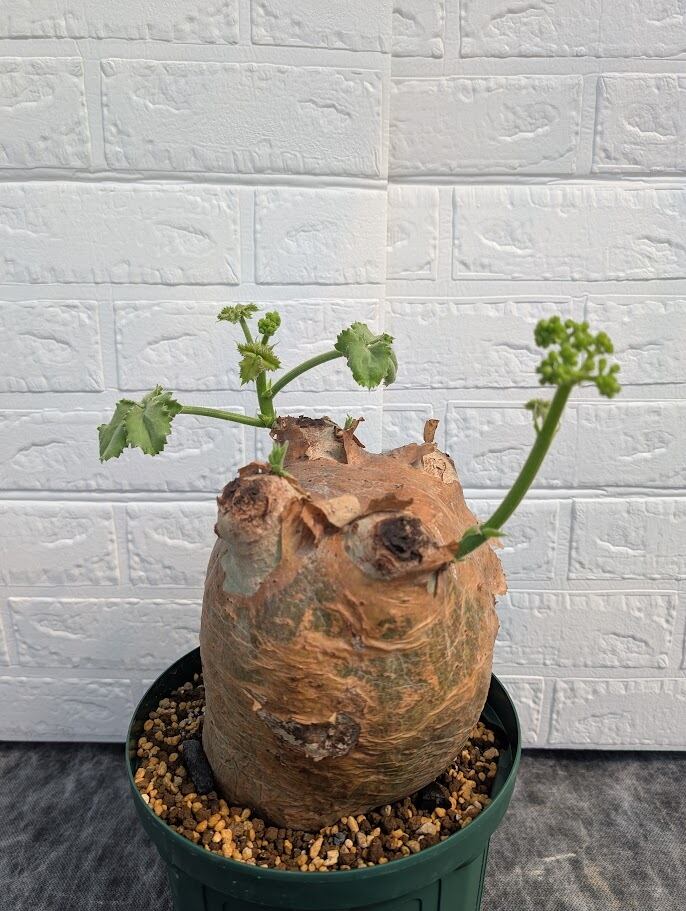 キフォステンマ マクロプス 4 Cyphostemma uter macropus 【発根済