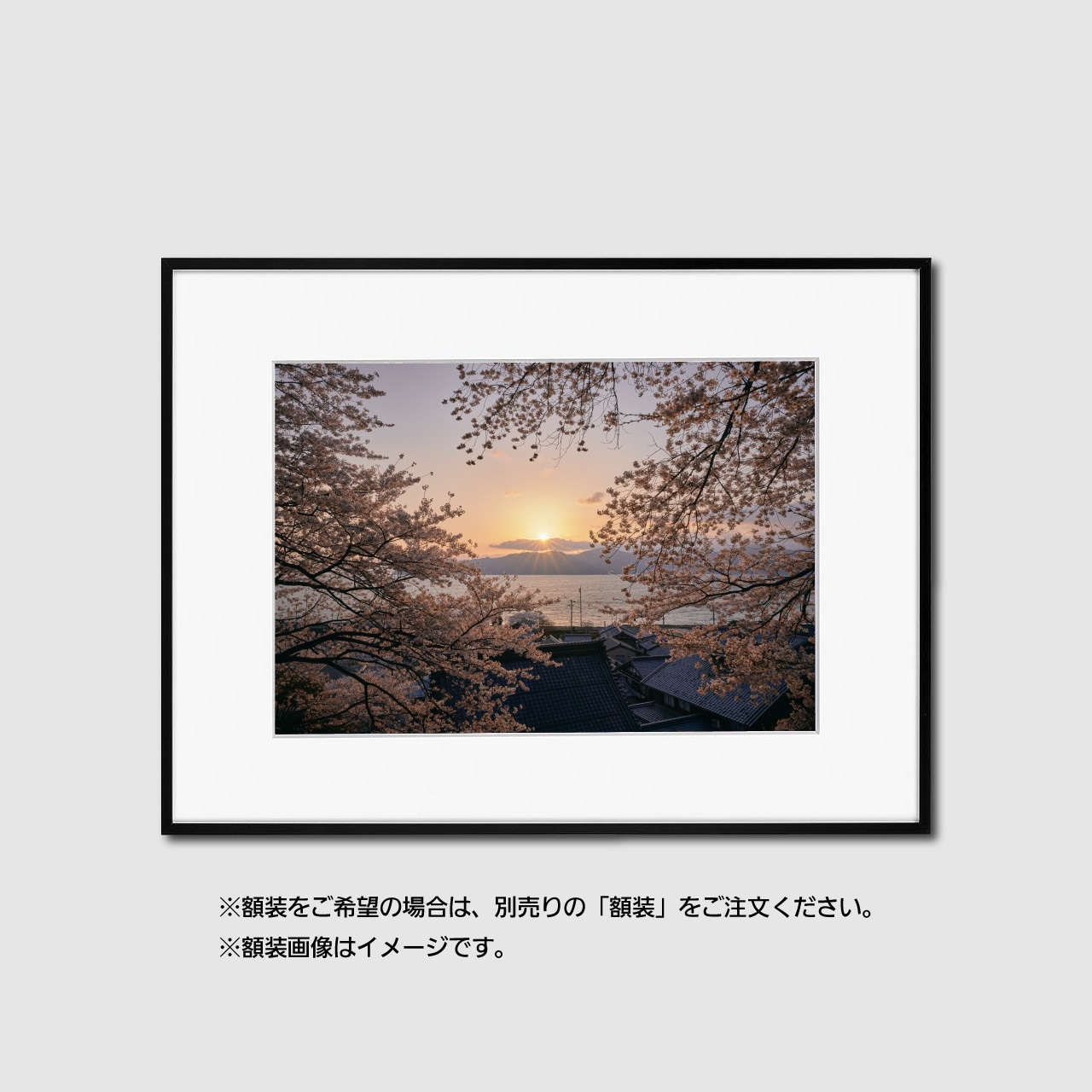 A3プリント 桜 夕景 (長浜市)
