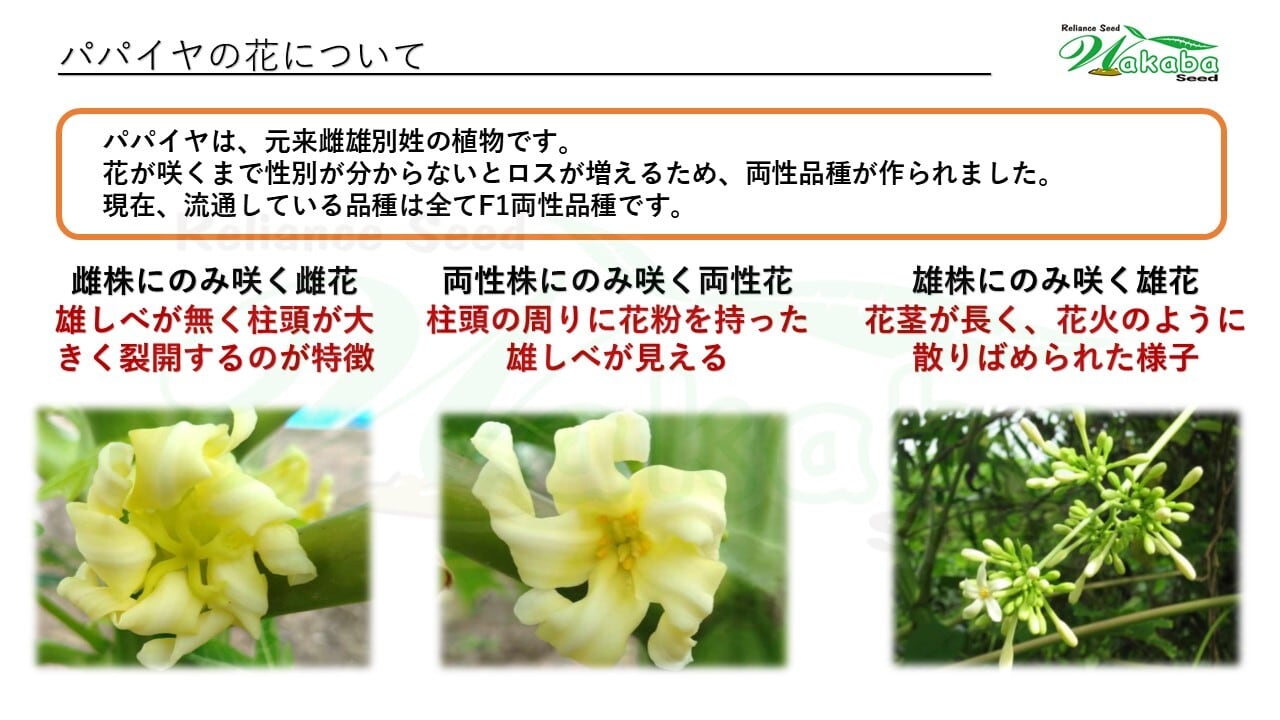 台農2号2本セット」青パパイヤ苗 | wakabaseed