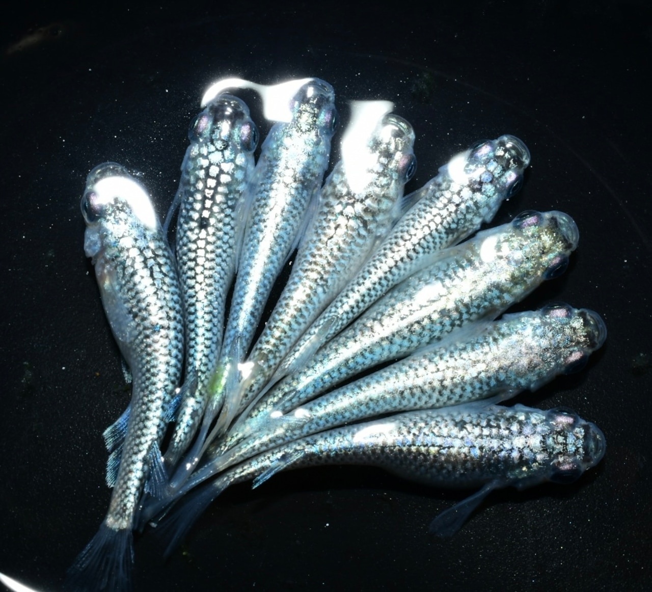 【現物】ネプチューンシルバー 3ペア+メス2