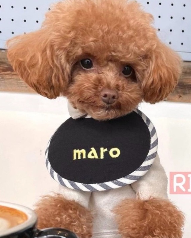 予約【curum】ブラックエディションケープ 予約販売