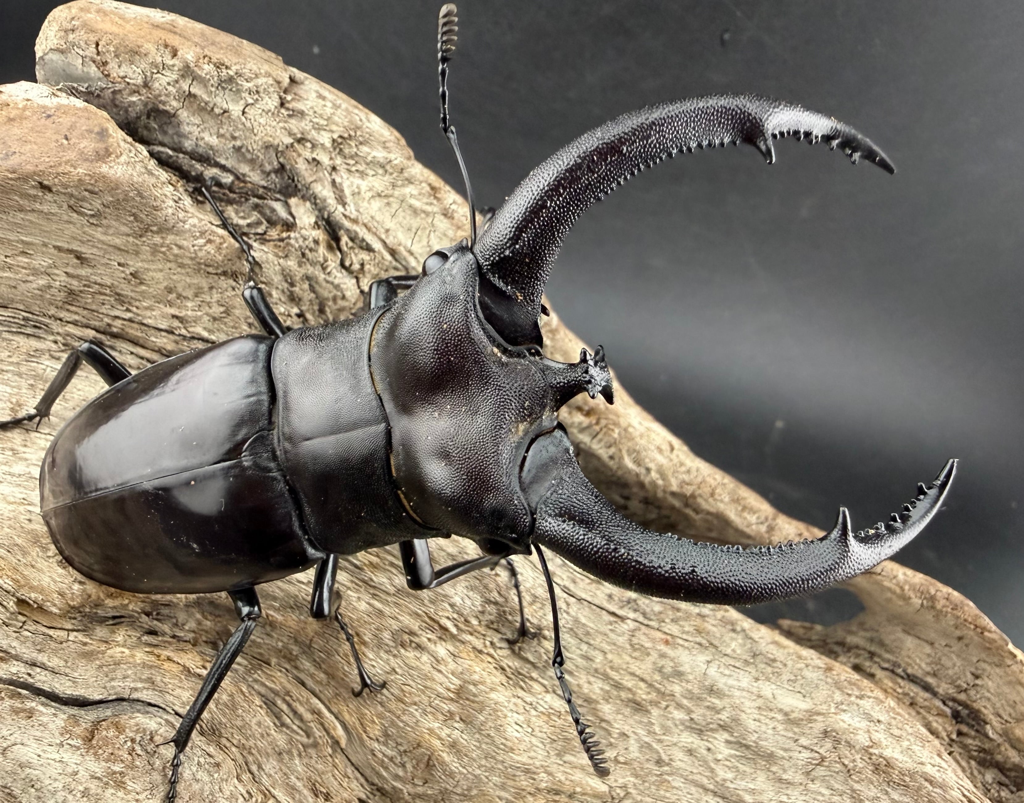 WD】《リノケロスフタマタクワガタ 87mm ペア》 | KPW公式オンライン