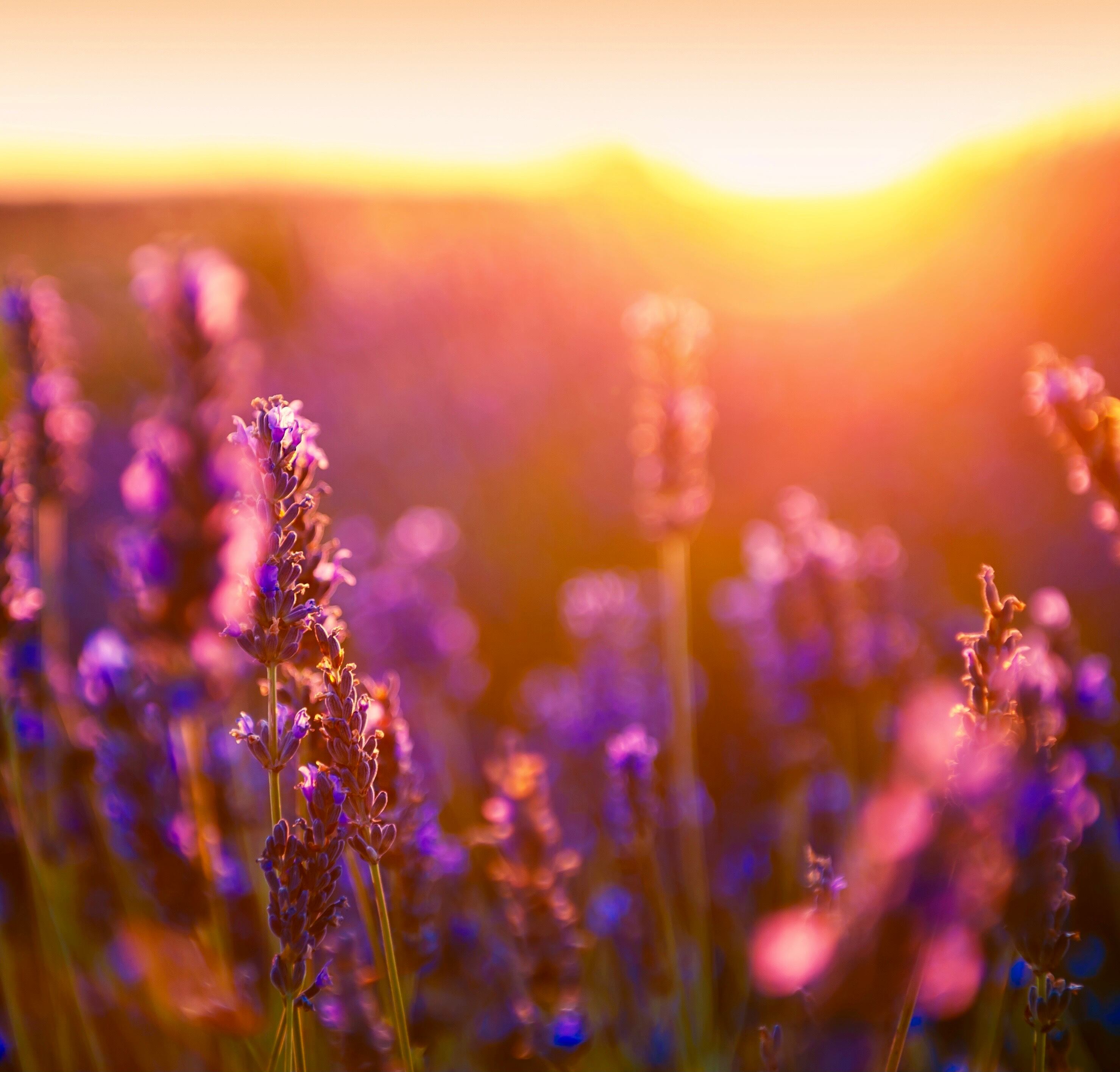 【WOTE精油】入門講座 7種アロマキット10/11【zoom開催】