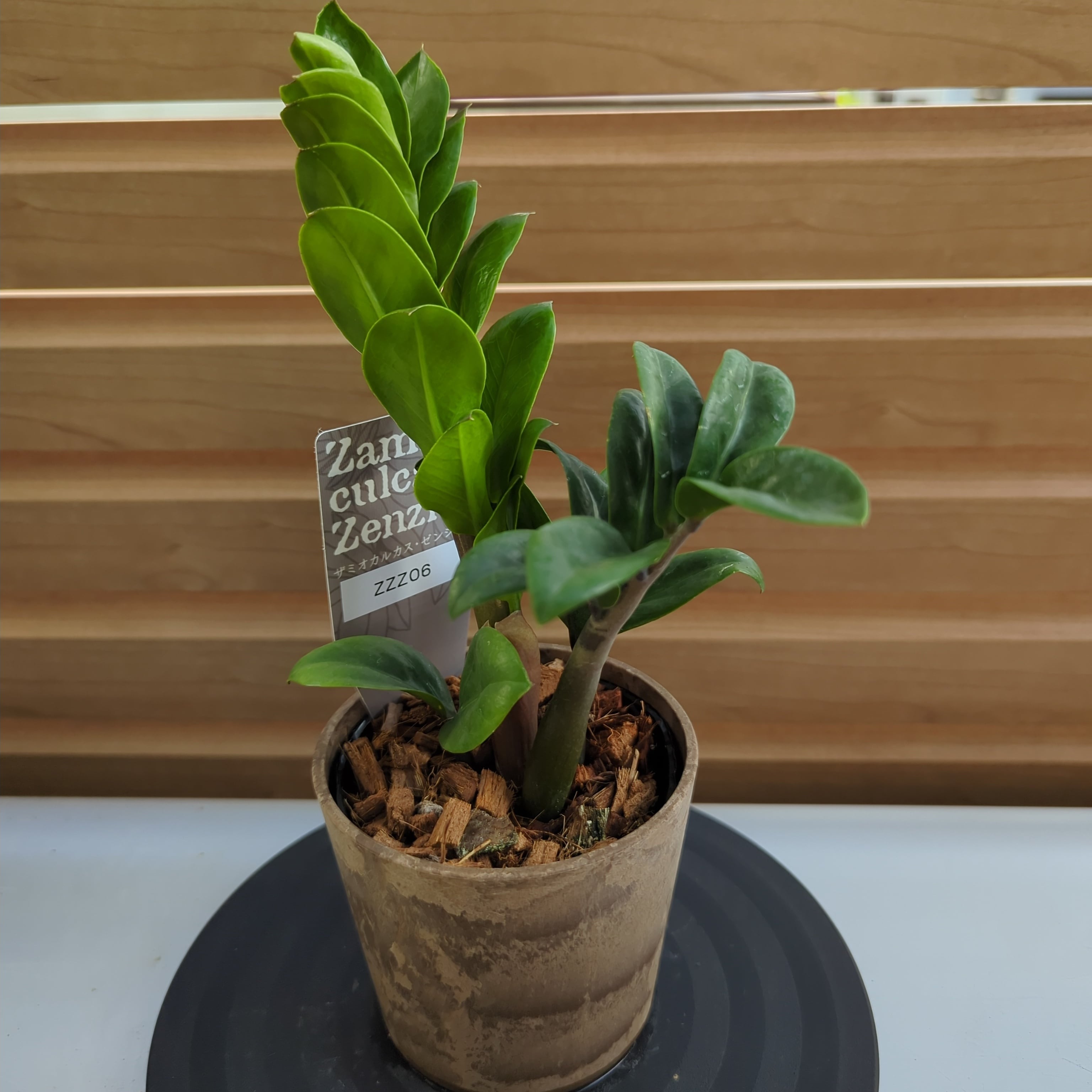 希少種】ザミオクルカス ゼンジー 矮性品種 | BRIDGE GARDEN