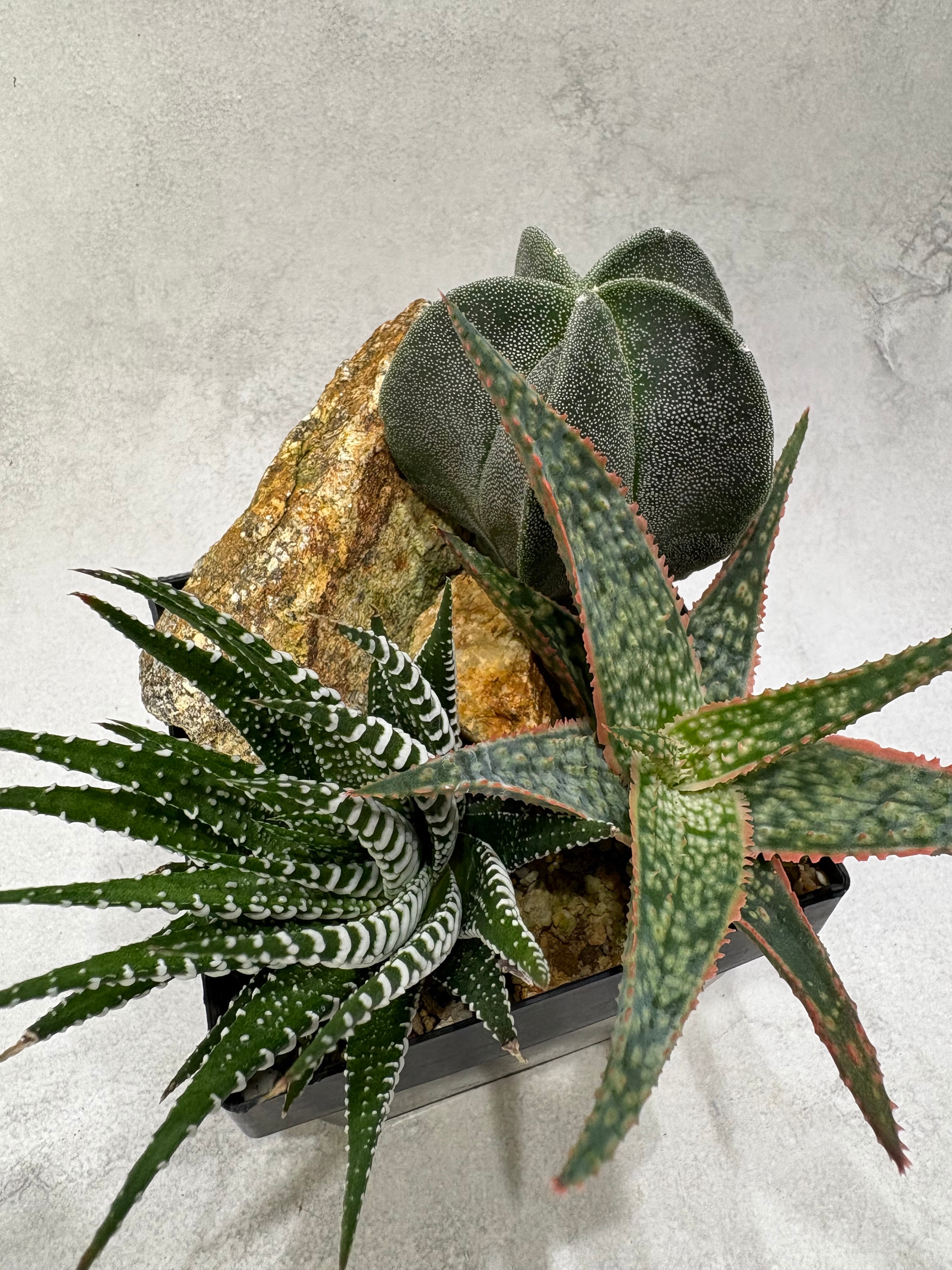 アガベ・オテロイ'MO-017'-OAXACA- | MPS