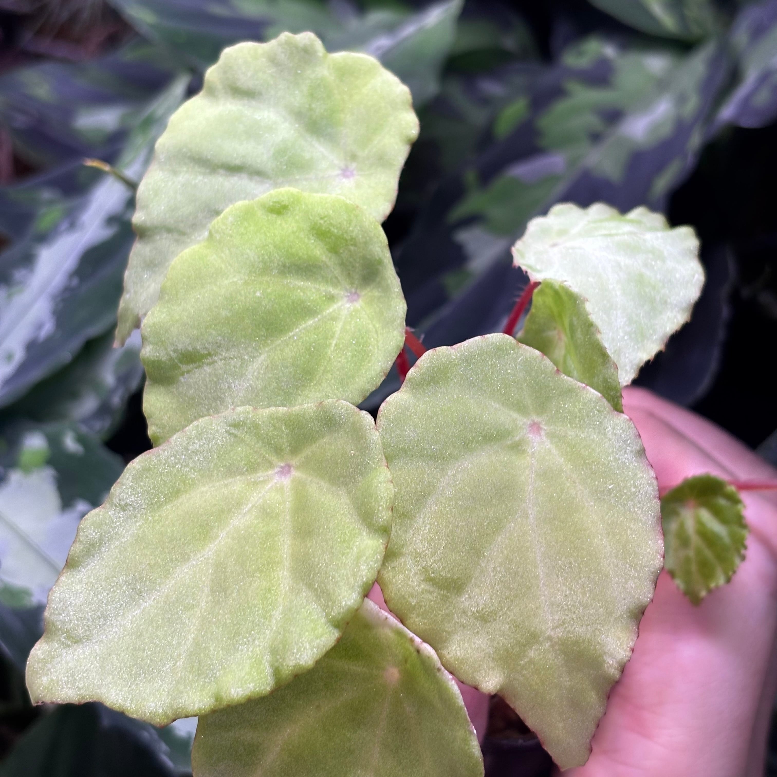 Begonia sp. Gabon 原種ベゴニア | 熱帯雨林植物専門店 トイ吉園芸