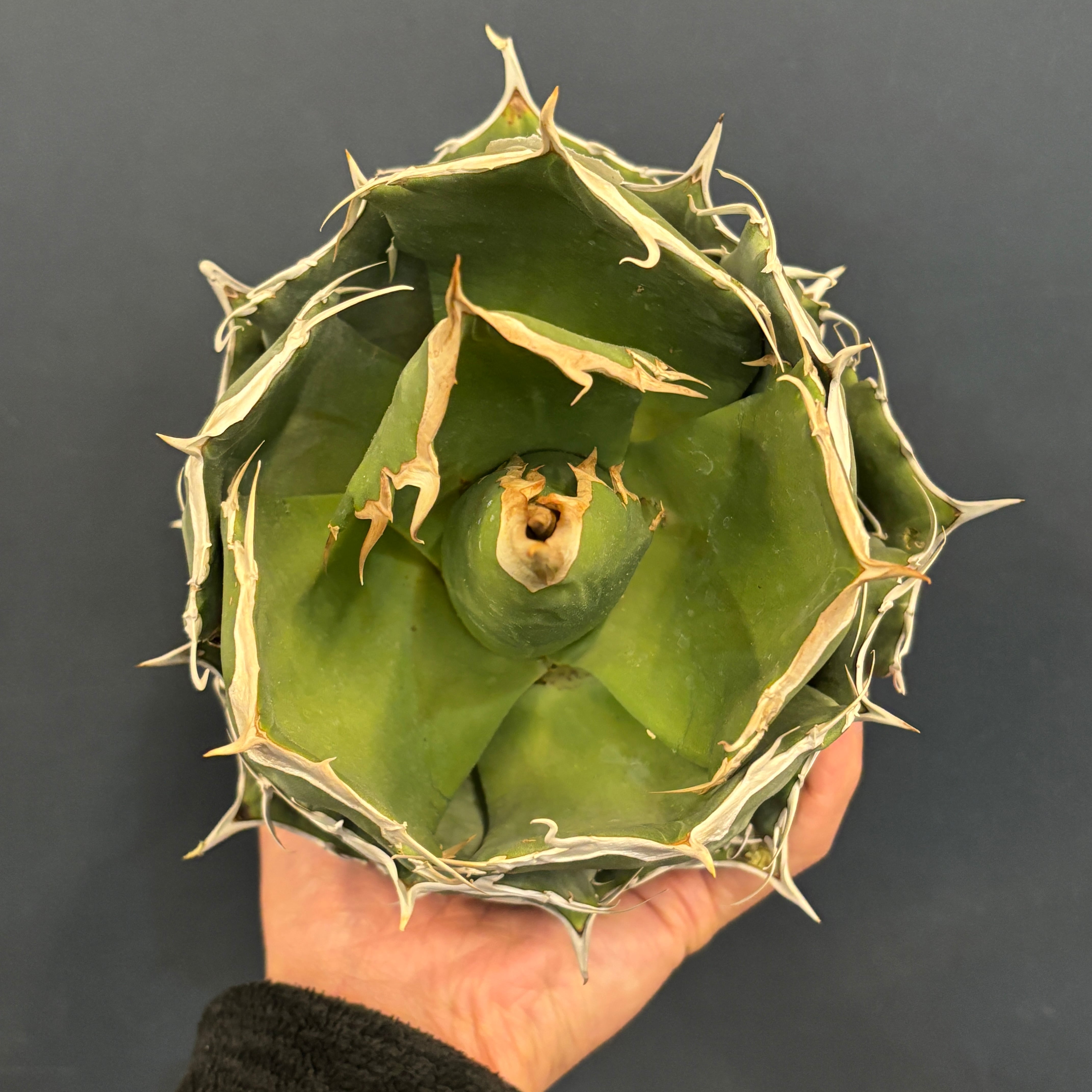 REZA株】イラン株 アガベ チタノタ グリフィン Griffin イラン株【REZA