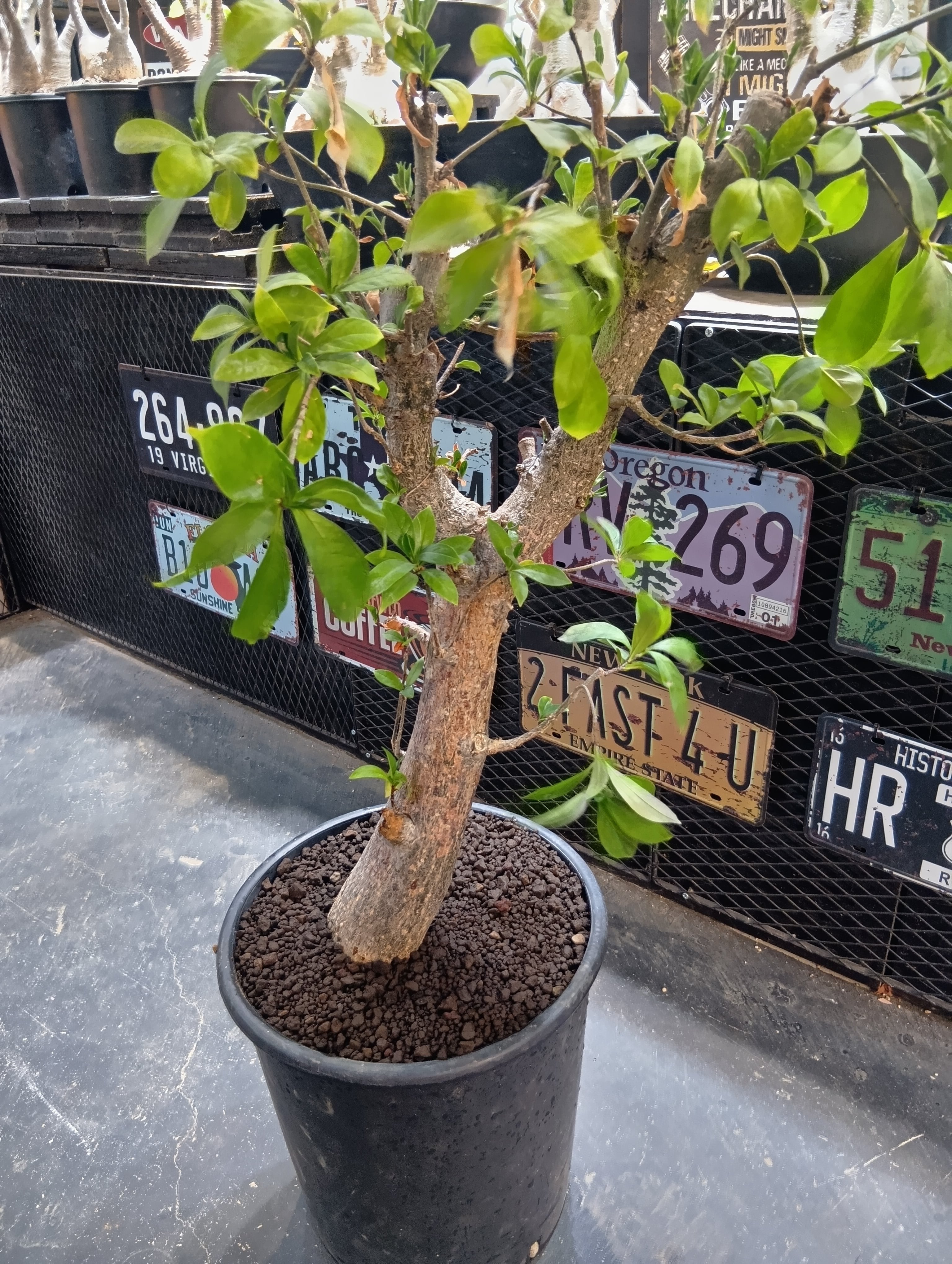 キフォステンマ マクロプス 大株 | Buenaplant