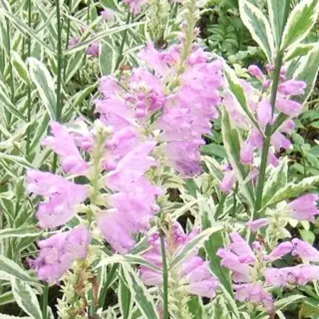 フィソステギア バージニアーナ 'バリエガータ'