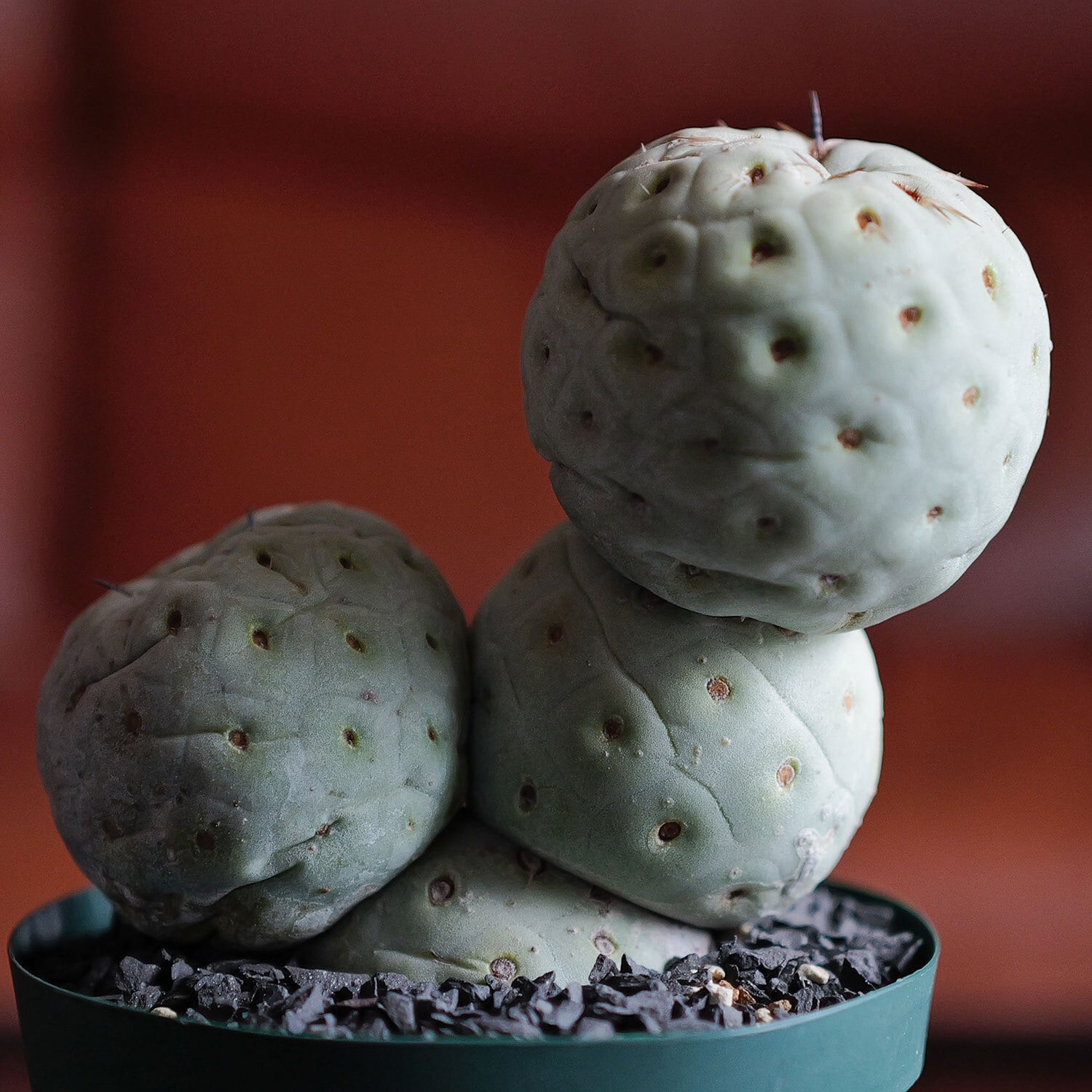 大球 4球 棘無し テフロカクタス ゲオメトリクス