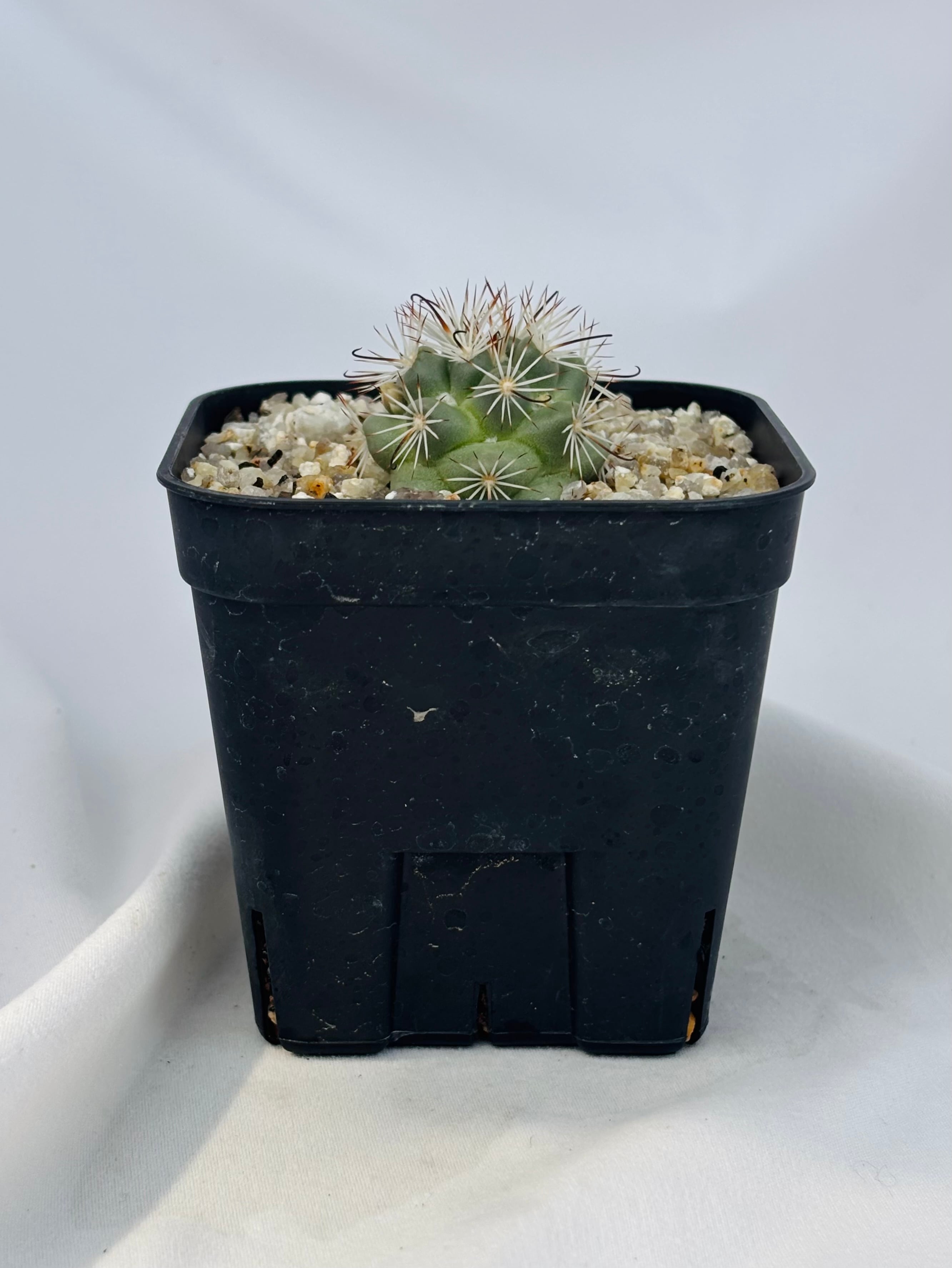 Mammillaria Schumannii マミラリア 蓬莱宮 サボテン | plants MARU
