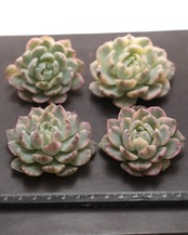 カット苗 ベリー錦 Echeveria 'Twin Berry Variegated'