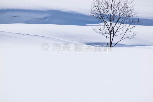 【ポストカード】なめらかな雪原野