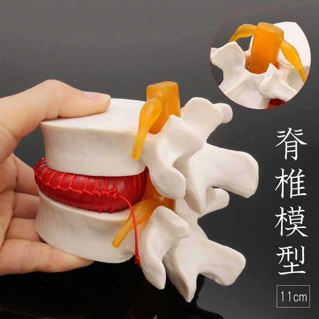 在庫限り】人体模型 脊椎 骨 腰椎 脊髄 実物大模型 実物大男性骨盤 