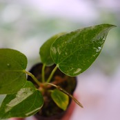 【希少】Anthurium Queen of Heart / アンスリウム クイーン オブ ハート⑨ / 観葉植物<育て方・花言葉>