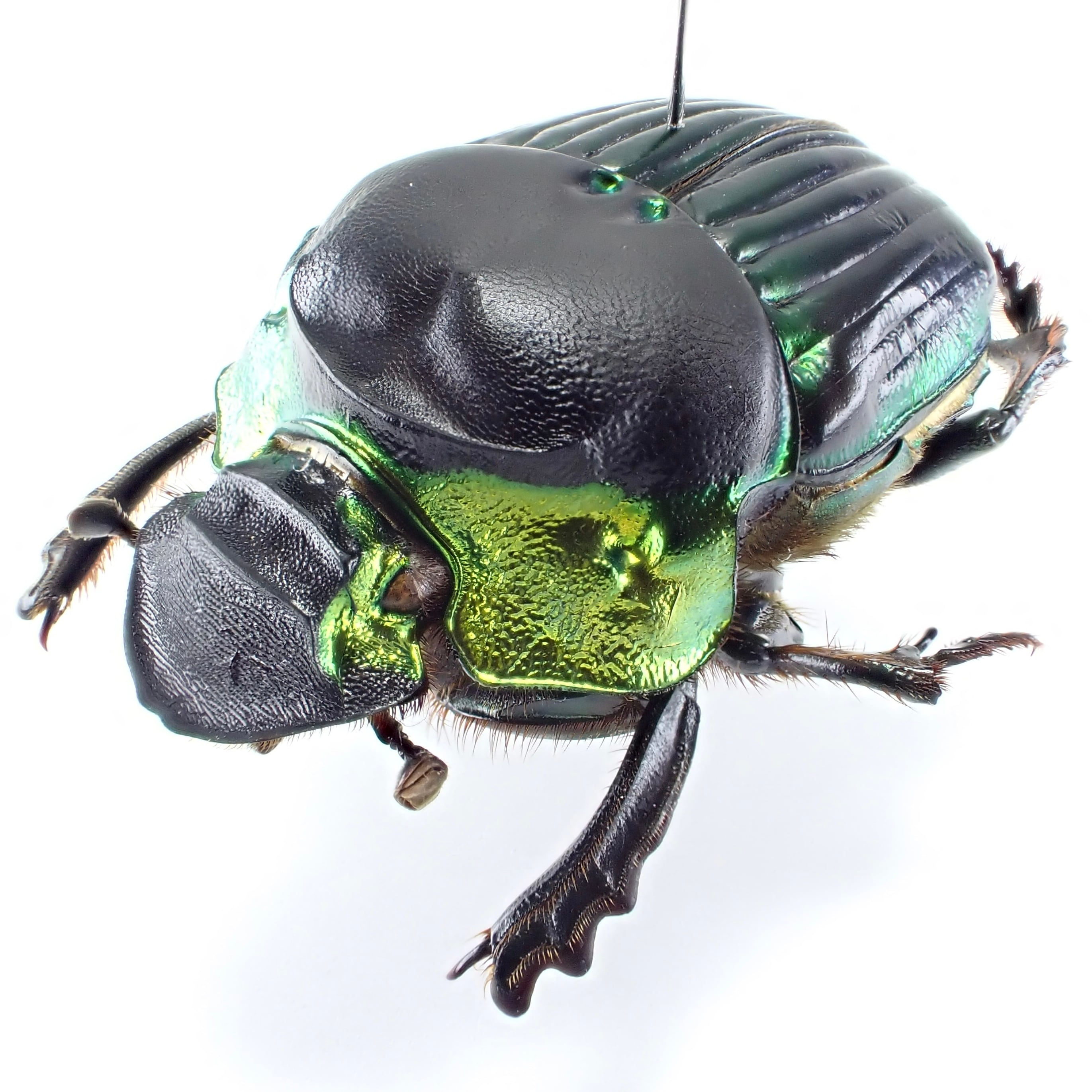 ナンベイオオタガメ110㎜（口吻先端－羽先計測） 昆虫標本 タガメ 標本