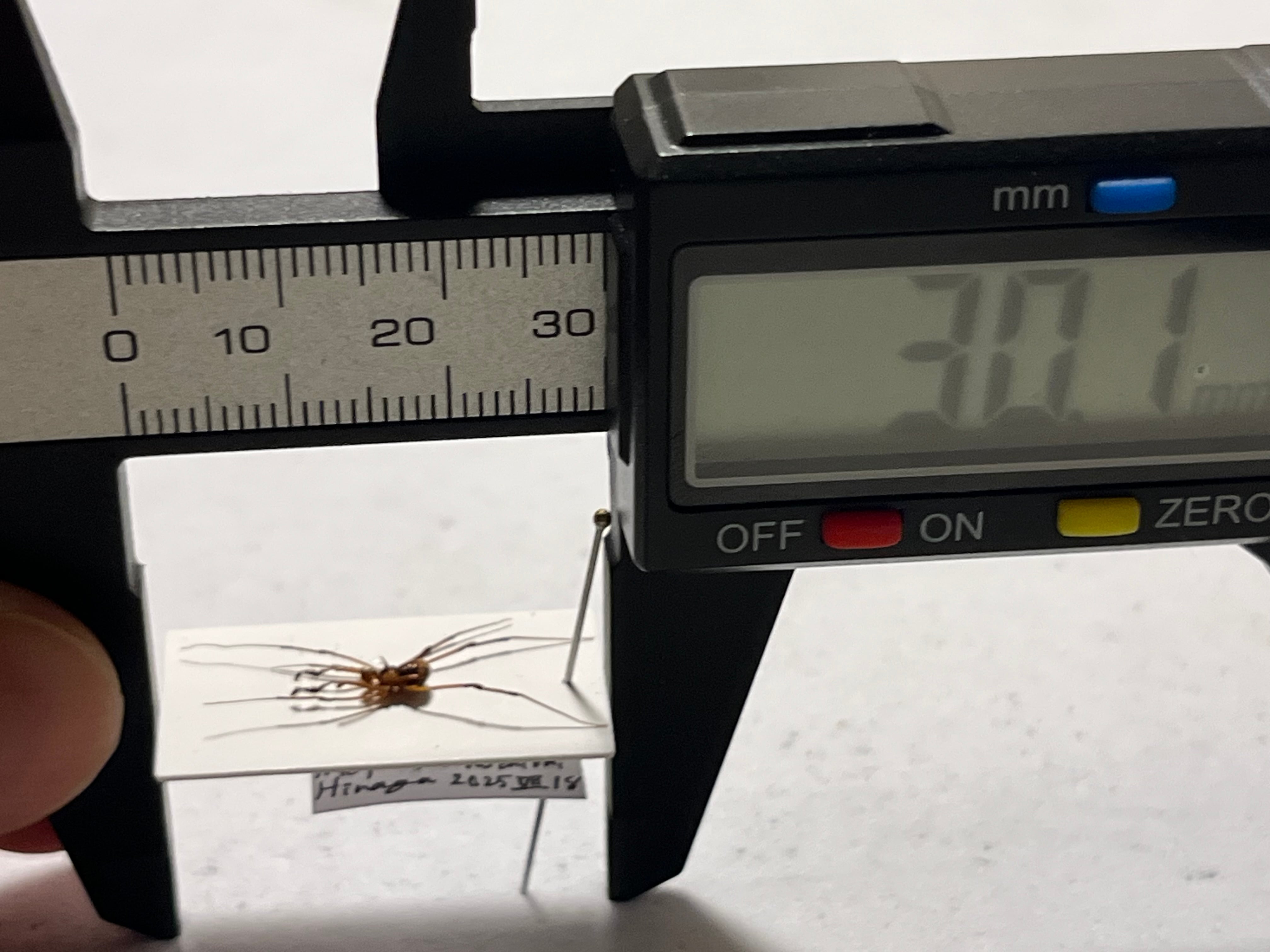 悪魔的な鋏と頭の棘がイカすザトウムシ 標本 ウデムシヒヨケムシ