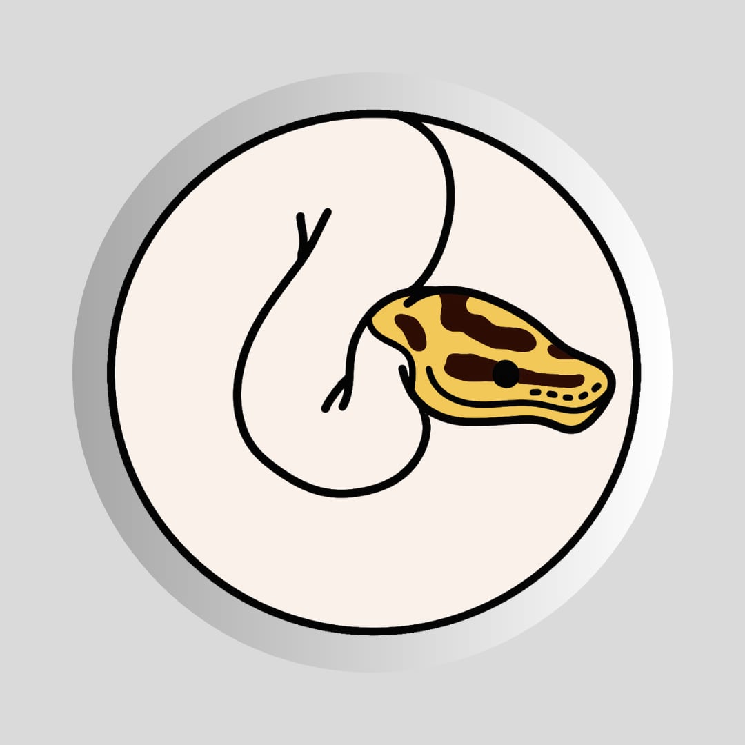 ボールパイソンクッキー缶【スパイド】