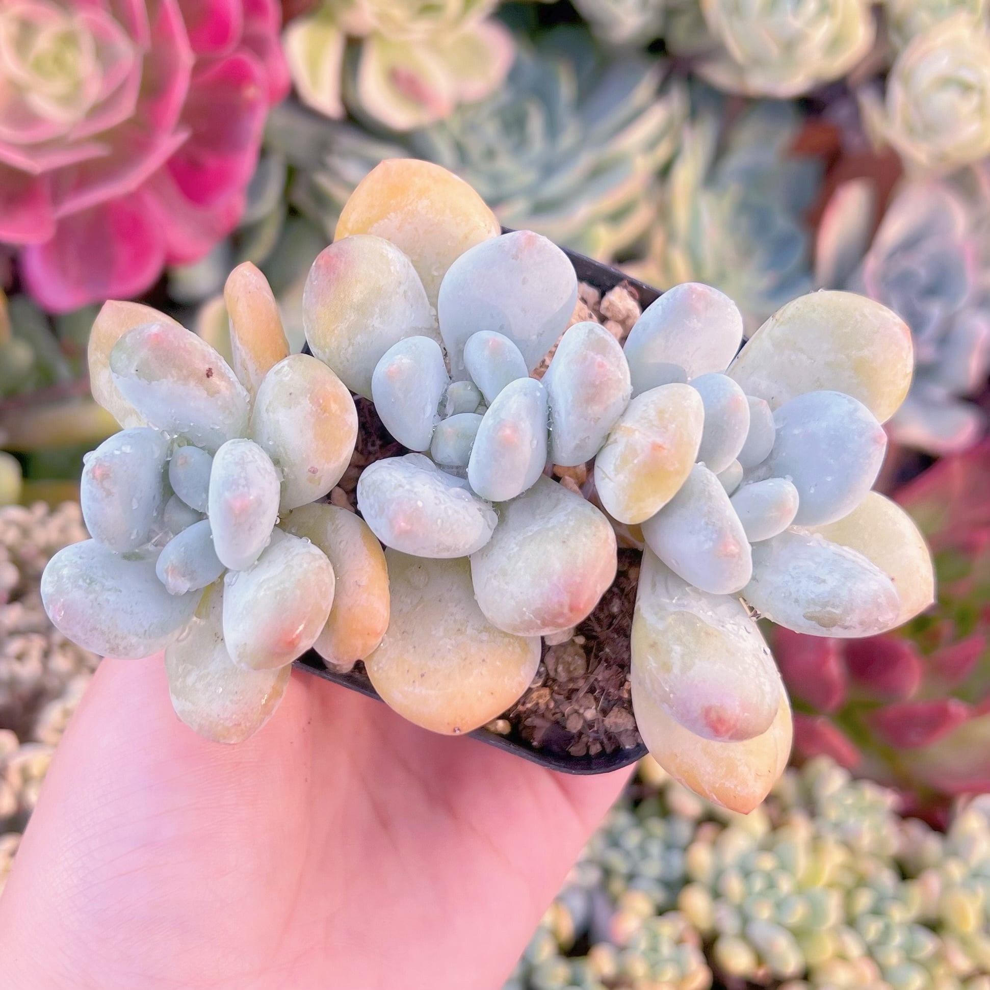 現品　香水#A22　群生　るる農園