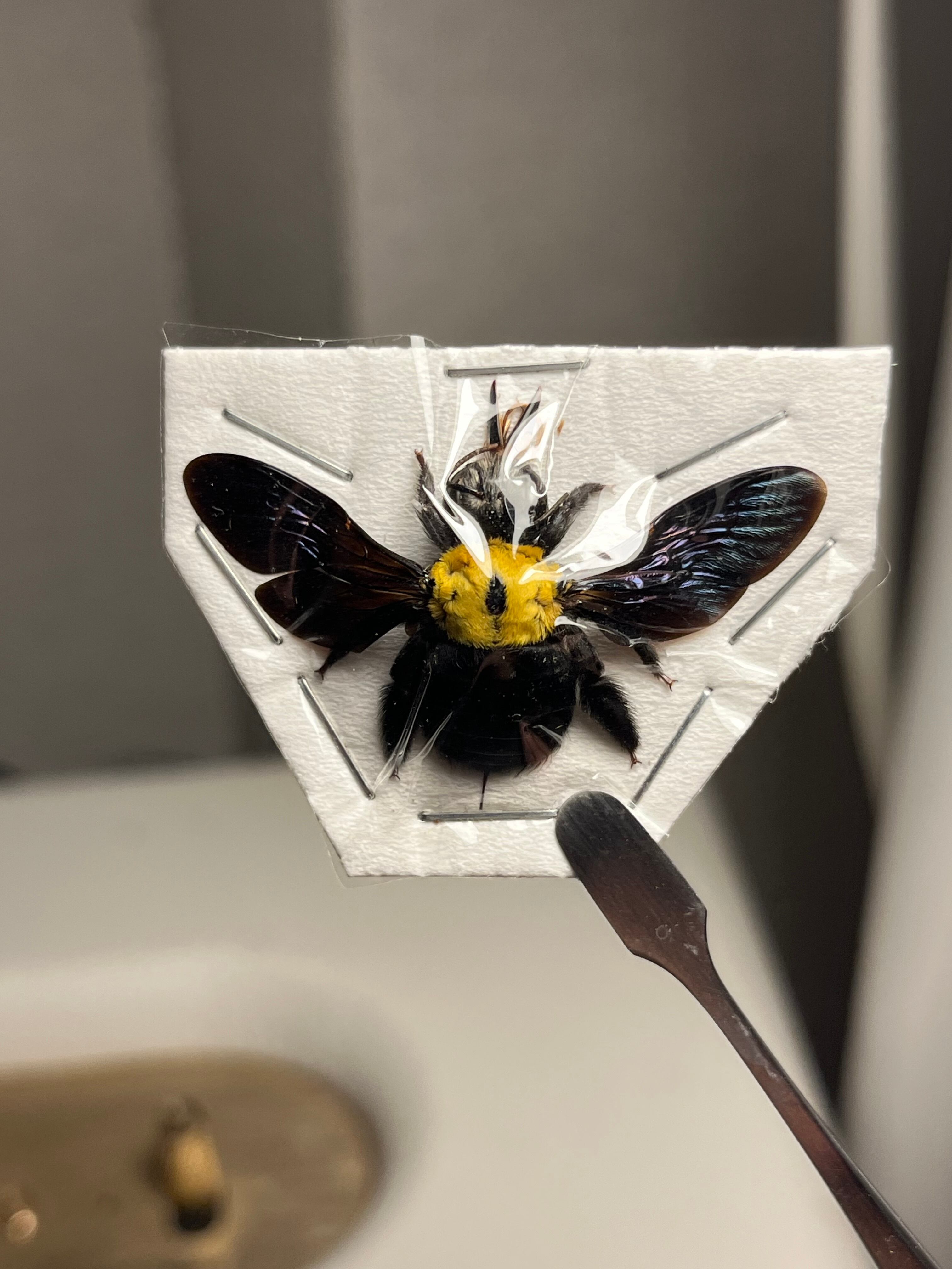 13mm】オオズアリバチの一種 標本 Mutillidae sp. タランチュラ あり蟻