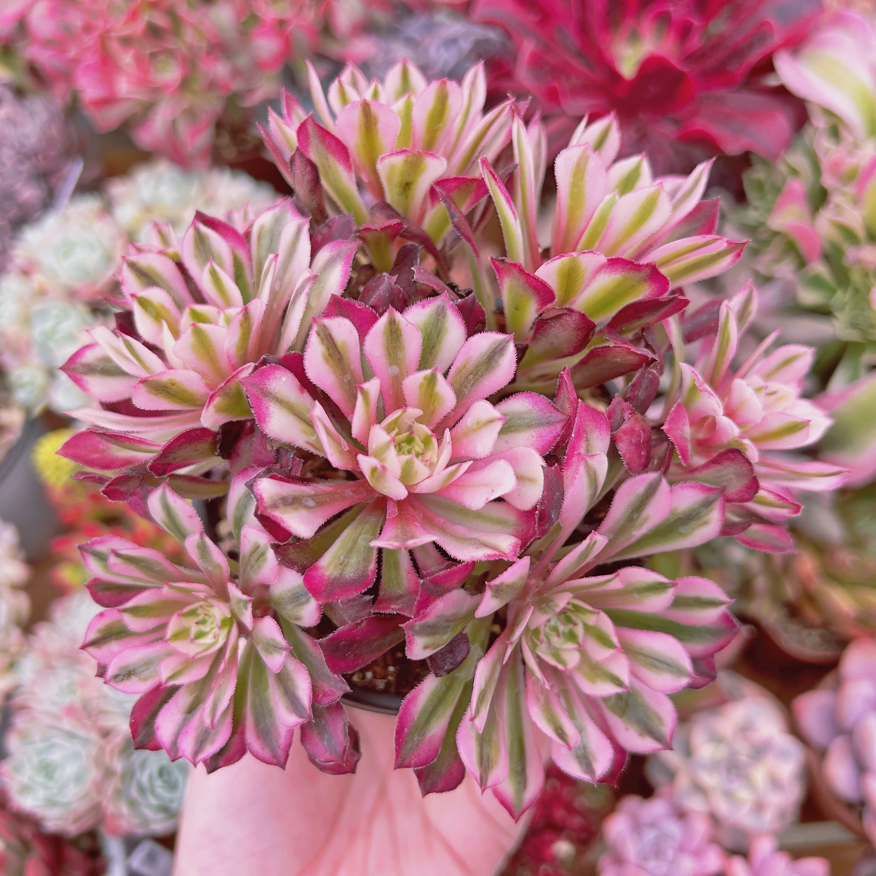 現物　多肉植物　Aeonium   ブラックチェリー　特大　抜き苗