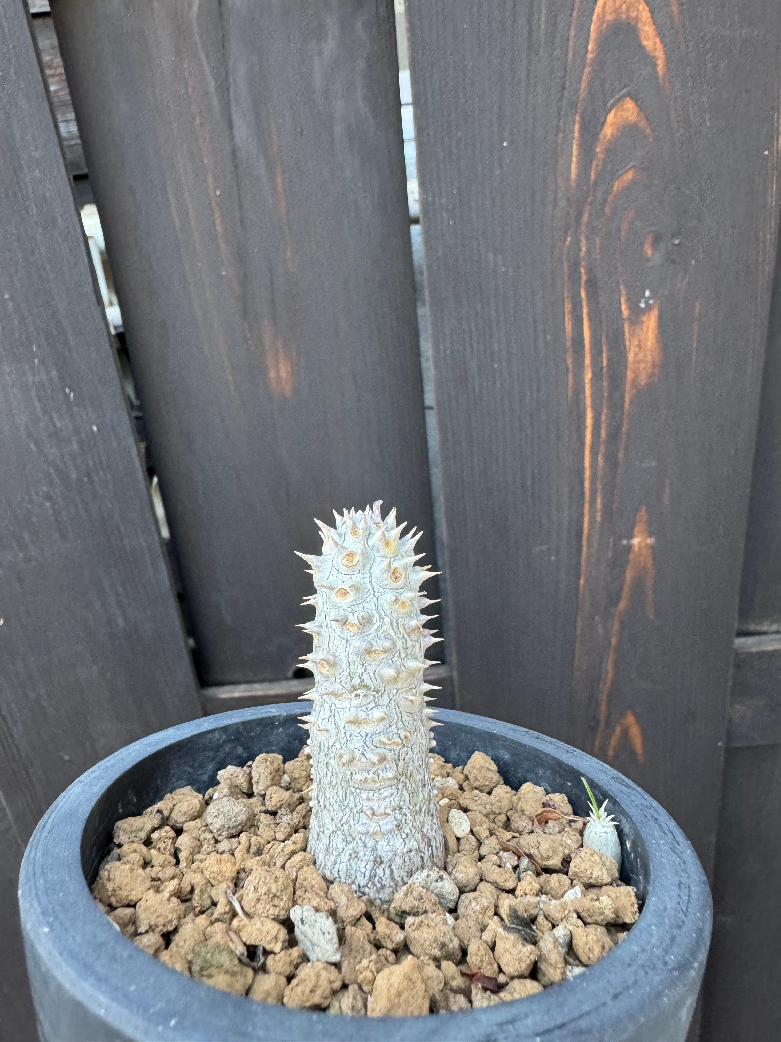 新着】Pachypodium Tackyi 【塊根植物の希少ハイブリッド