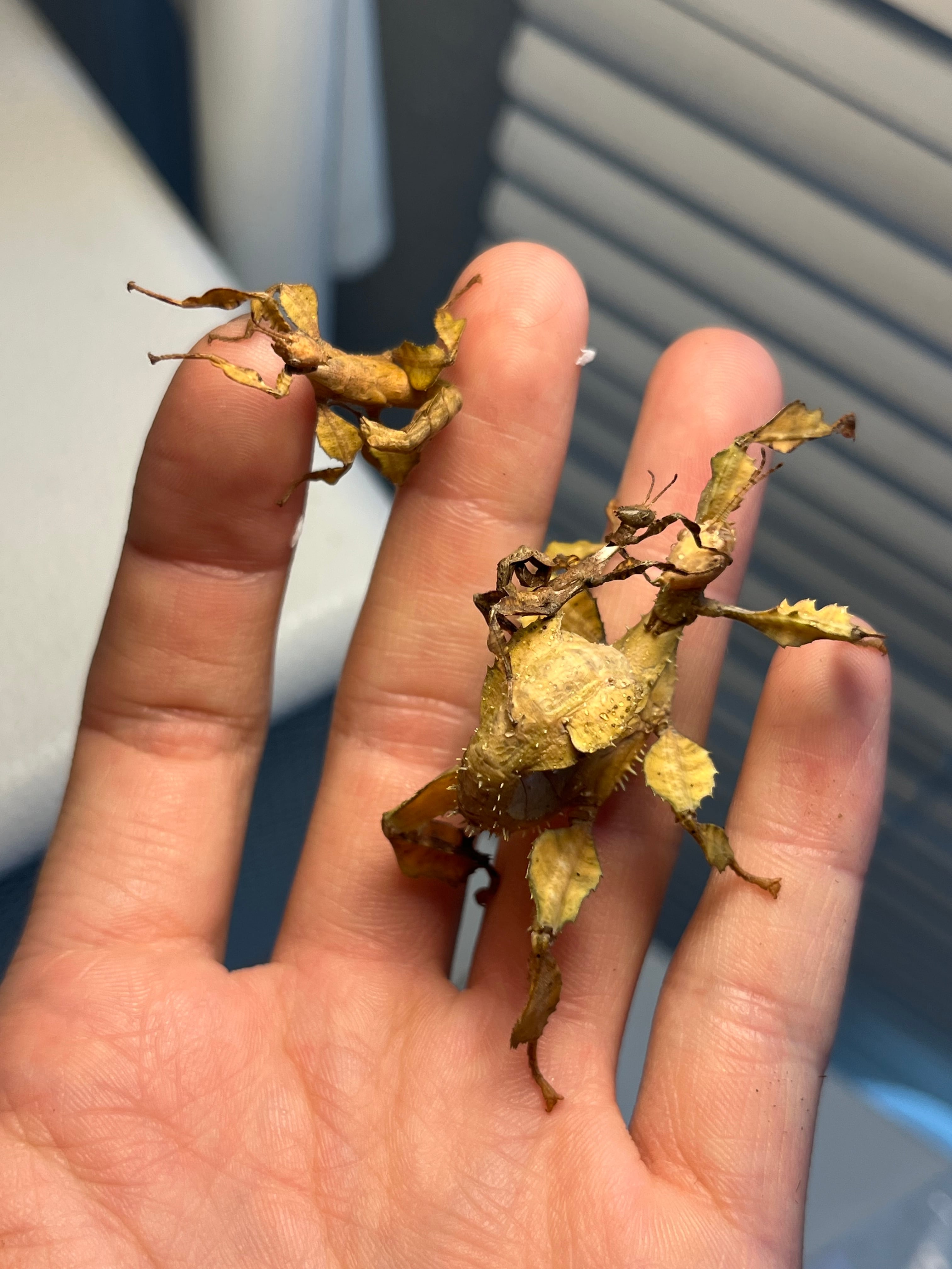 54mm】サルオガセギスに酷似のOrthoptera sp.キリギリス バッタ