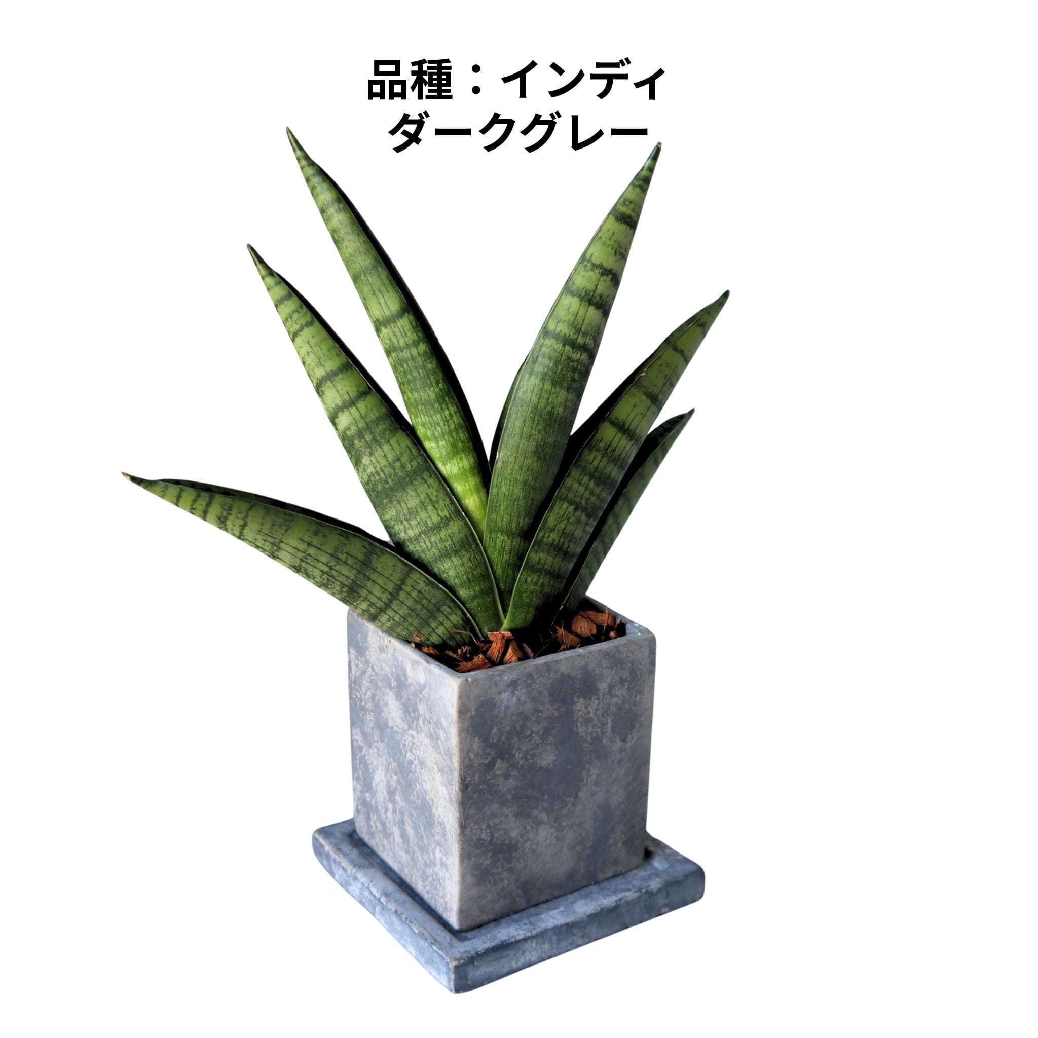 EMP サンセベリア Sir Ray ong / 最後がイメージ SA349 観葉植物フェア】お部屋のミニ空気清浄機 選べる3種 サンセベリア