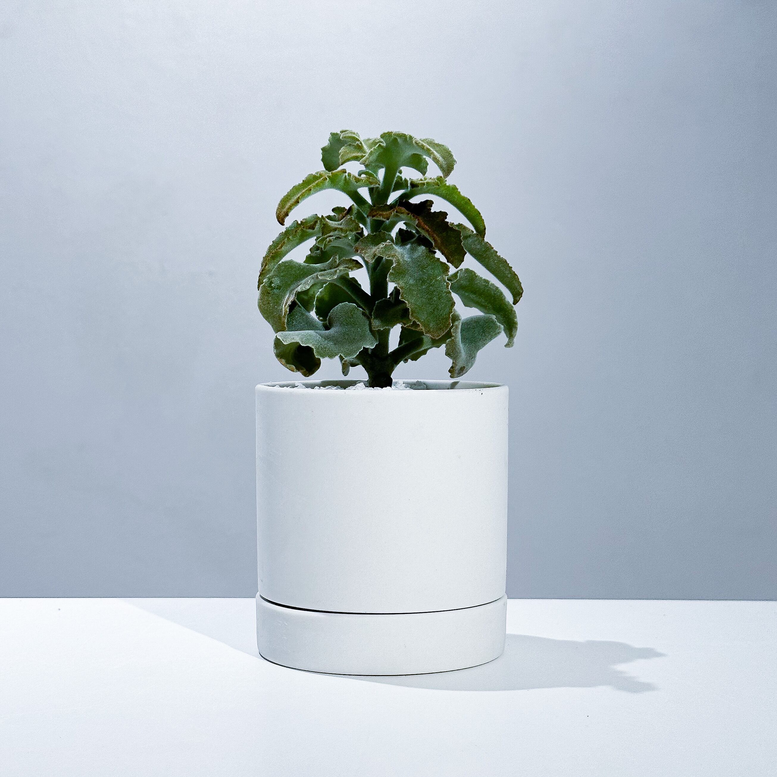 カランコエ ベハレンシス 仙女の舞 Kalanchoe Behalensis Stand By Green スタンドバイグリーン