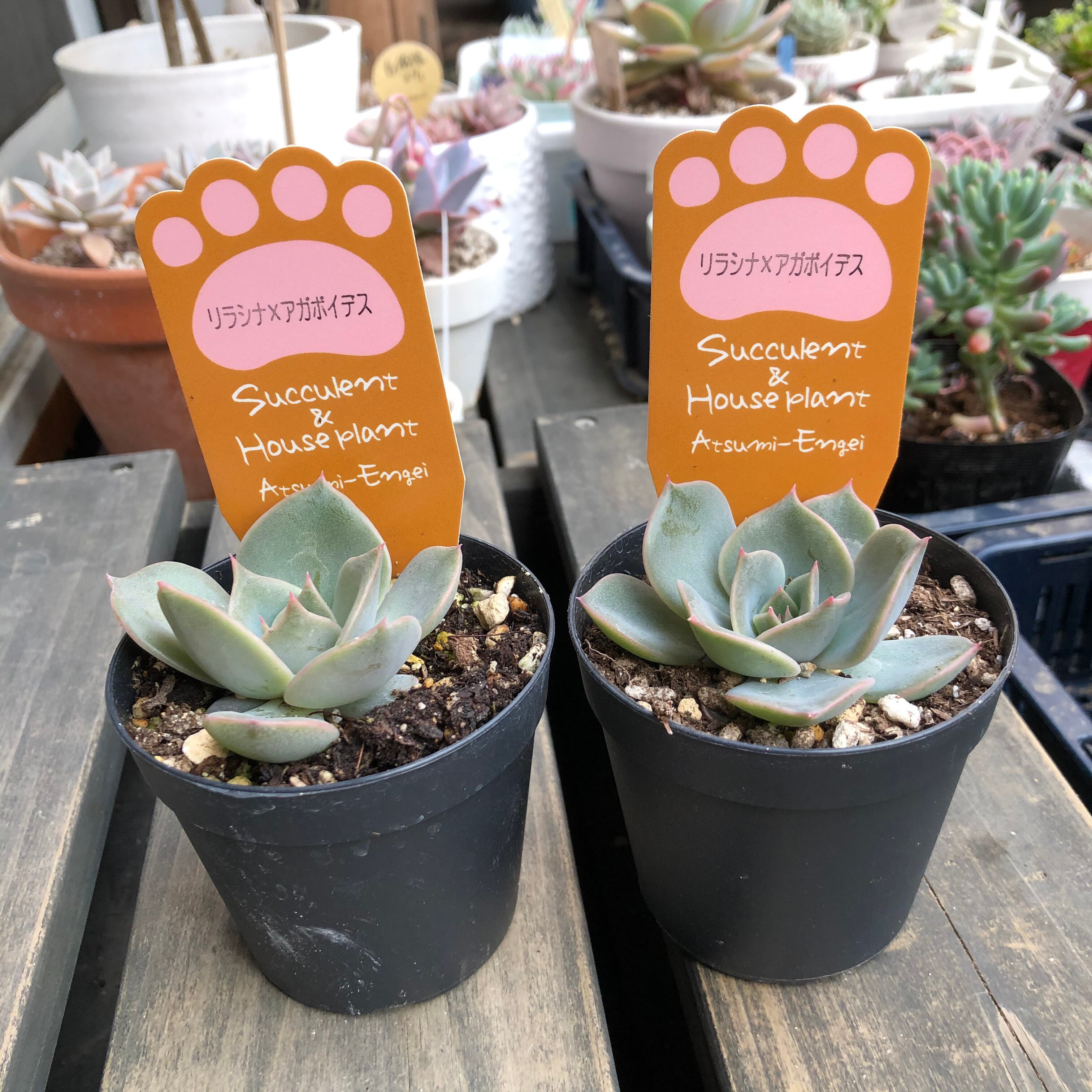 リラシナ アガボイデス 渥美園芸 エケベリア 多肉植物 Melty Works 多肉植物 と Dulton プランター のお店 リラシナ アガボイデス 渥美園芸 エケベリア 多肉植物 Melty Works 多肉植物 と Dulton プランター のお店