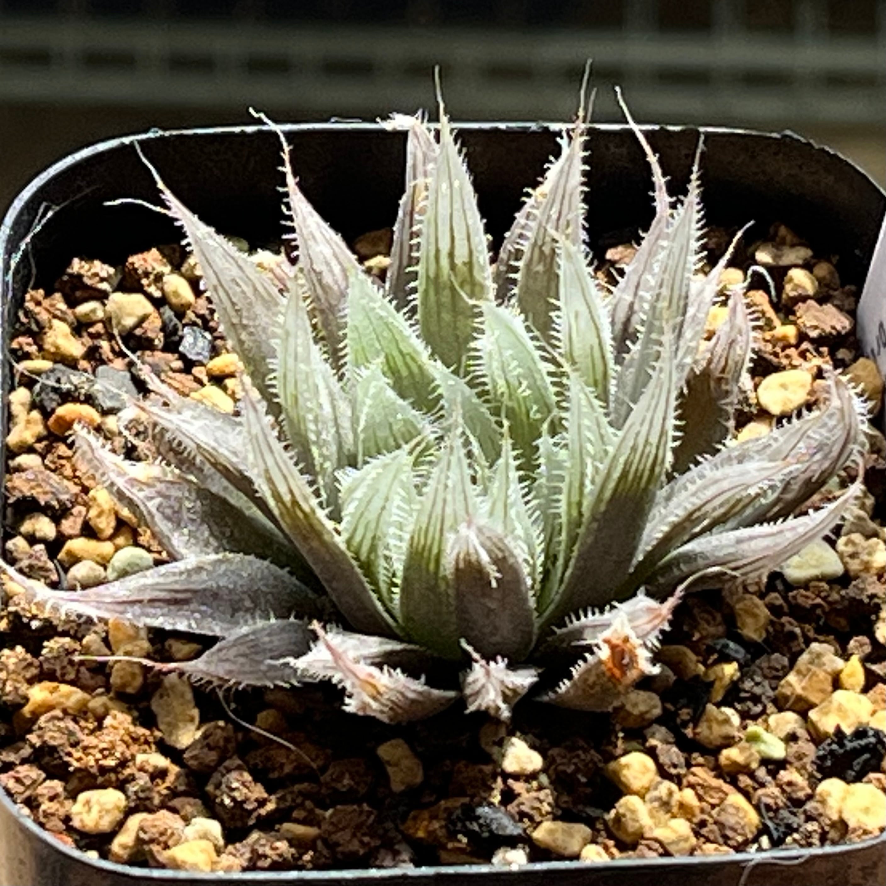 ハオルチア B型コンプトミュータント錦① | mocono_plants