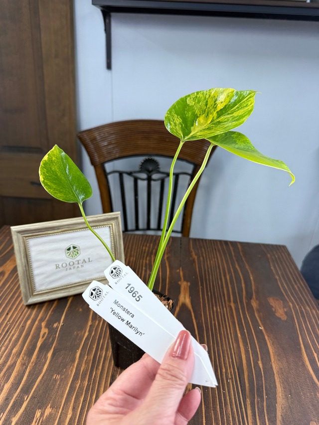 ★1965【輝かしい斑・美株】モンステラ デリシオーサイエローマリリン （2.5号ロング硬質ポット