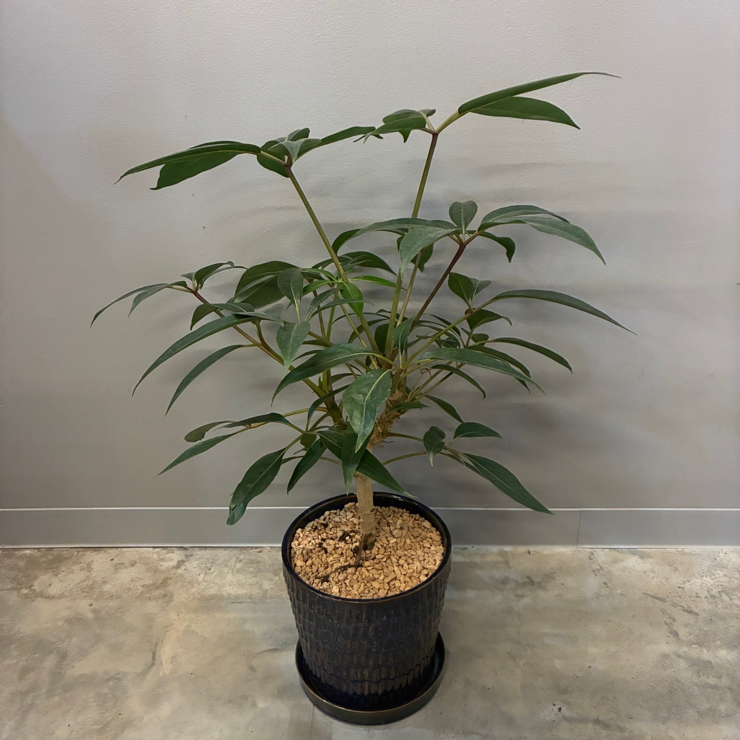 ツピダンサス シェフレラ・ピュックレリ 植え込み品【858