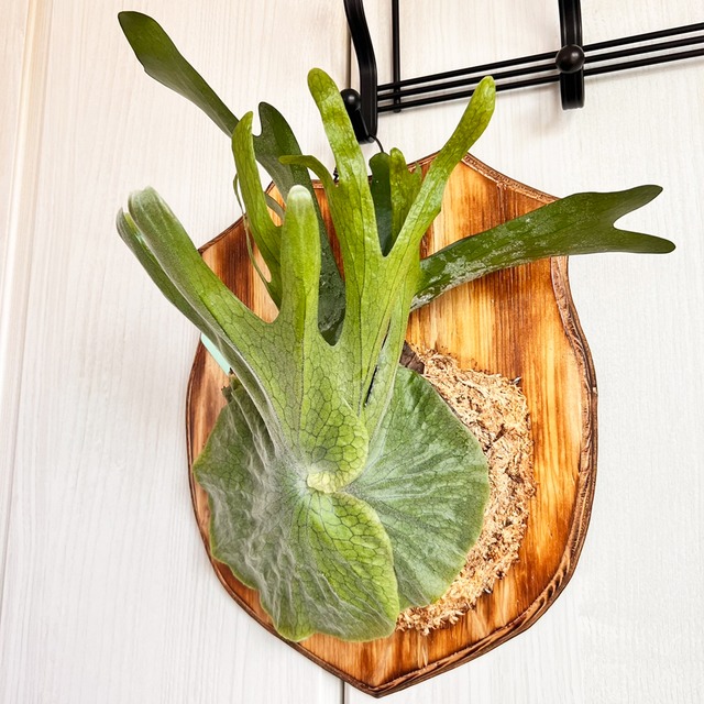 ビカクシダ グランデ 板付 【観葉植物 壁掛け コウモリラン】