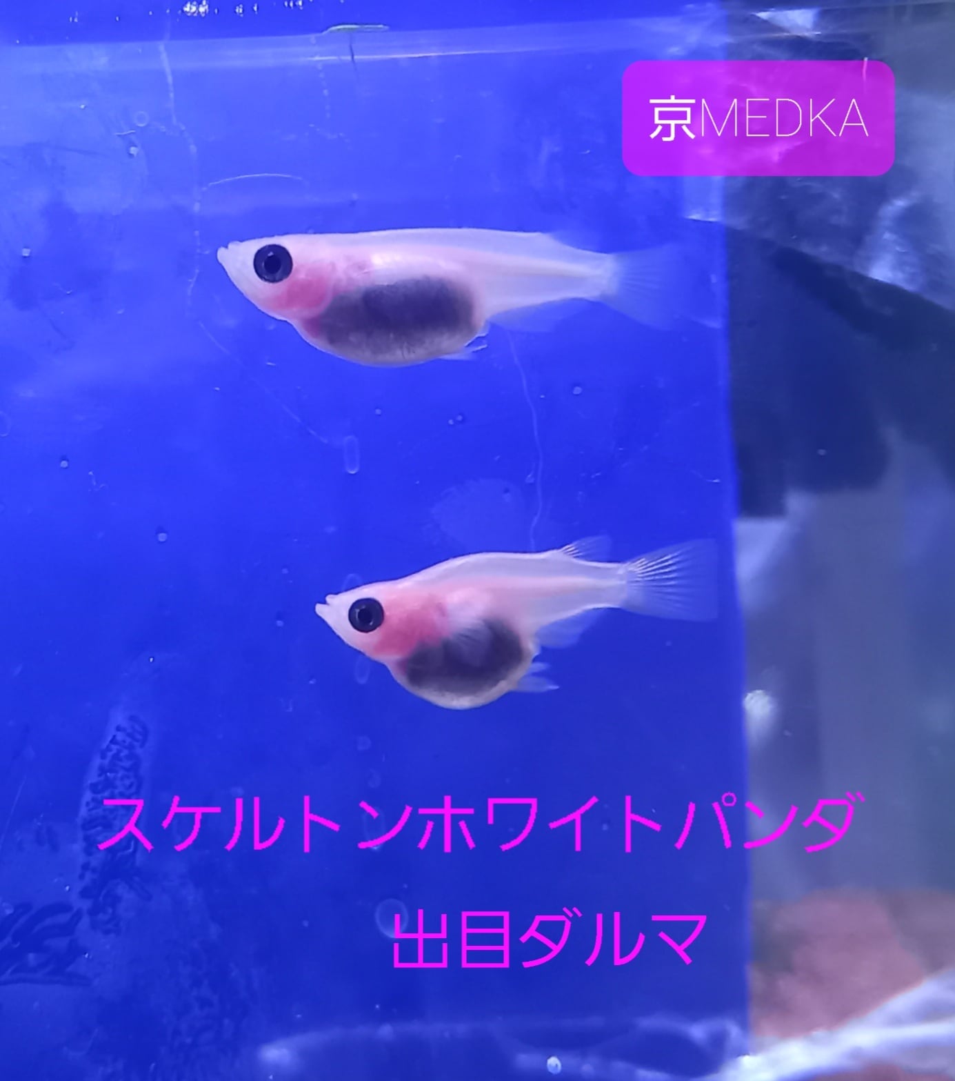 卵】ホワイトパンダ出目ダルマメダカの卵50個 | Happy aquarium 金魚