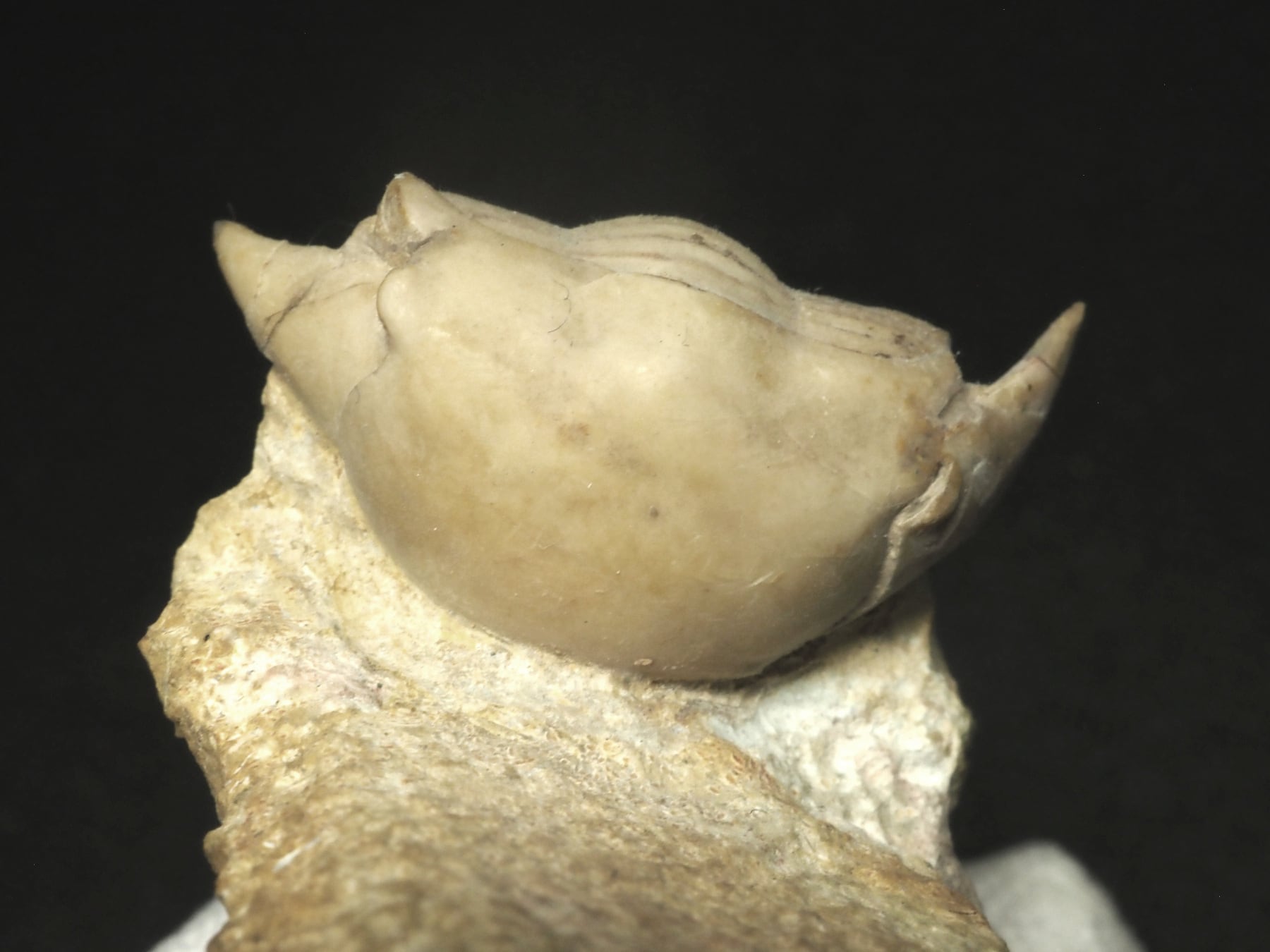Trilobites / 三葉虫 | 化石・隕石・鉱物の販売 JURASSIC