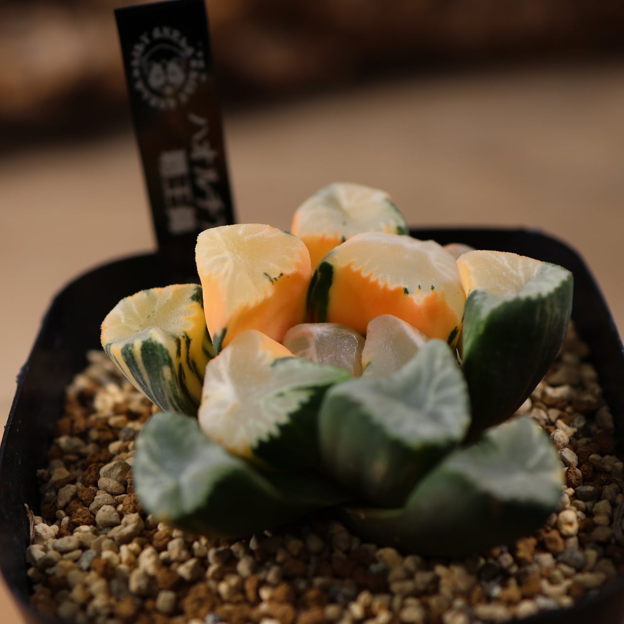 88d 多肉植物　ハオルチア　昇雲龍錦　自家繁殖　鉢植え発送 715『ハオルチア 覇王錦』観葉植物【送料無料】 | MARX PLANTS | 観葉
