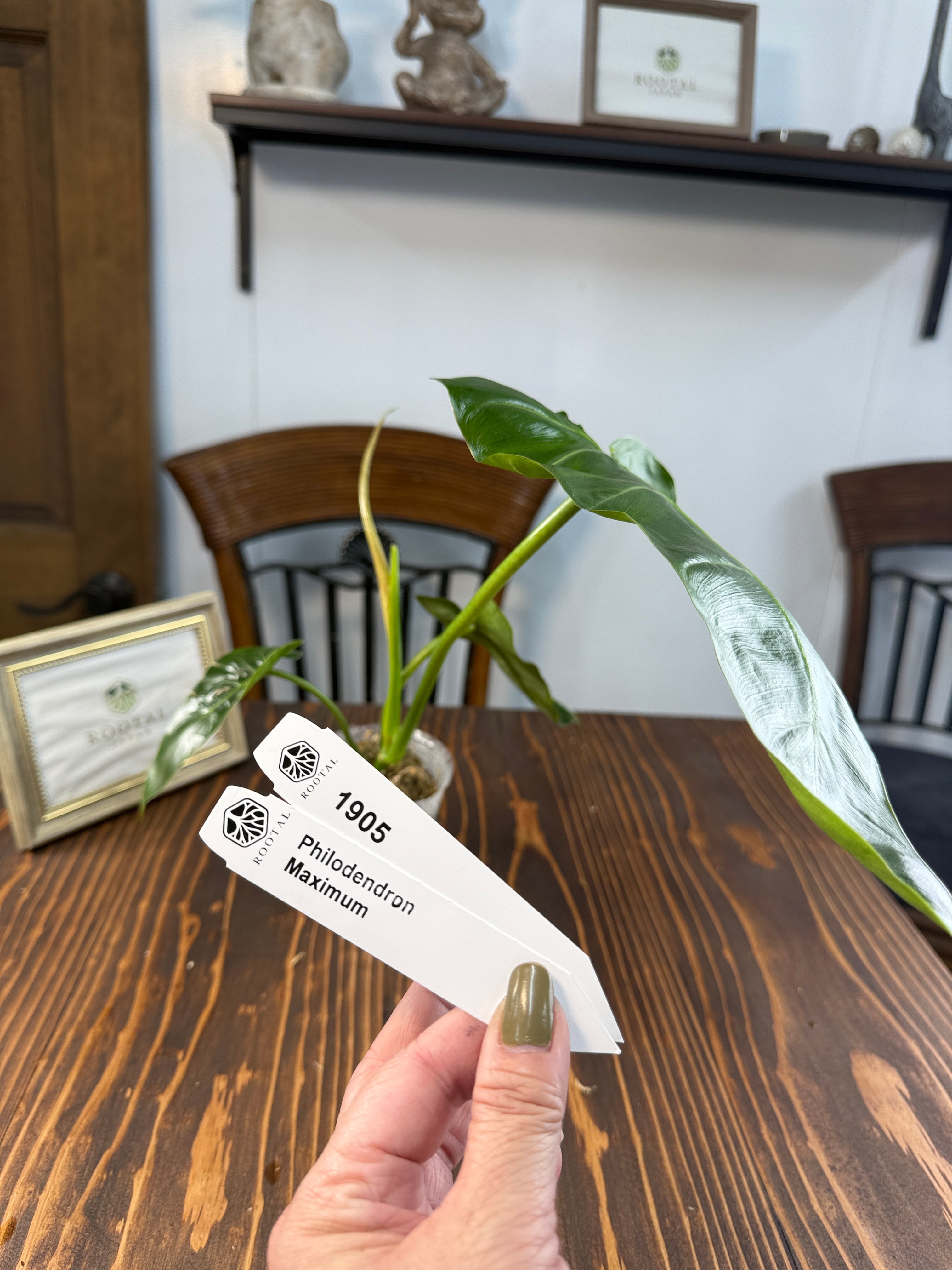 ★1905【しなやかな剣葉】フィロデンドロン マキシマム(8cm口径ポット)