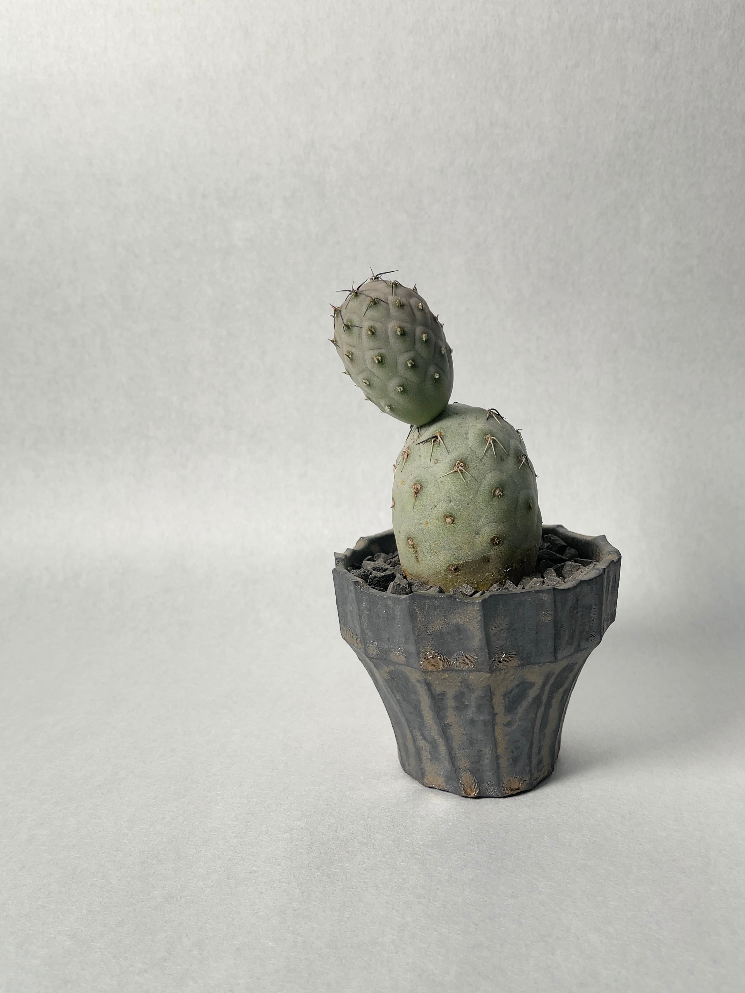 テフロカクタス ゲオメトリクス 鉢ごと テフロカクタス・ゲオメトリクス | 多肉植物・特別な鉢の販売