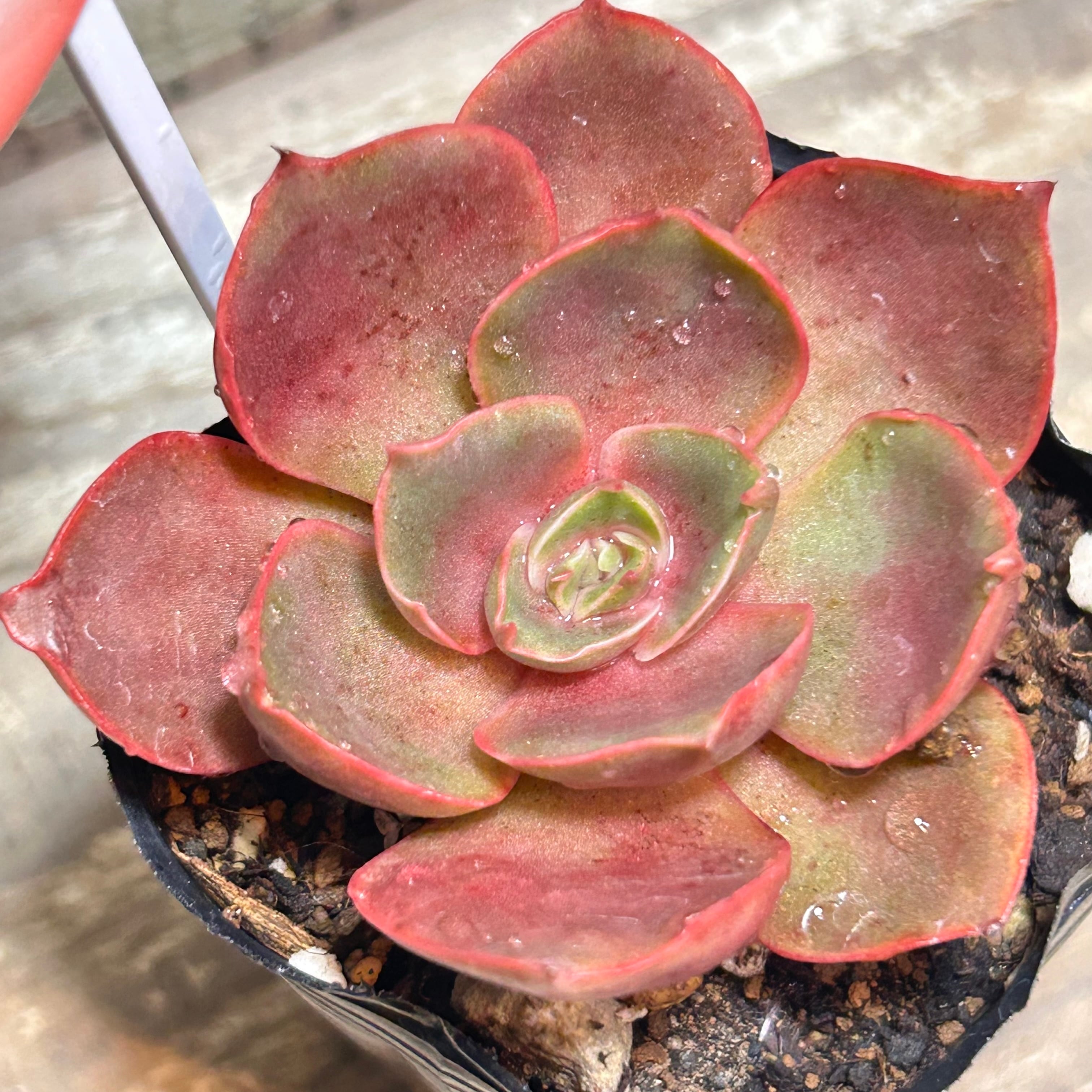 リンダリンダ | RuPo 多肉植物専門店