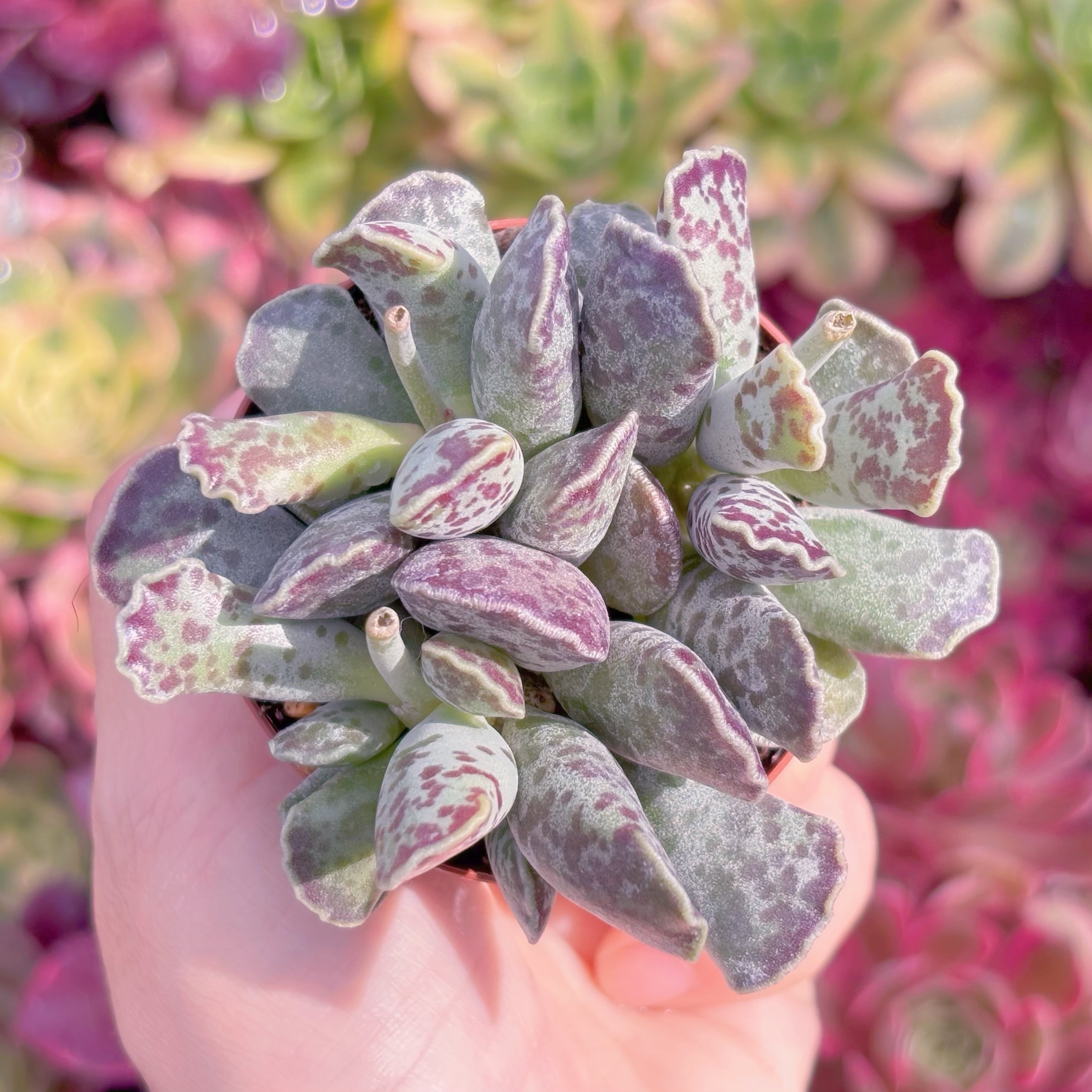 多肉植物　アザラシ　新入荷　るる農園