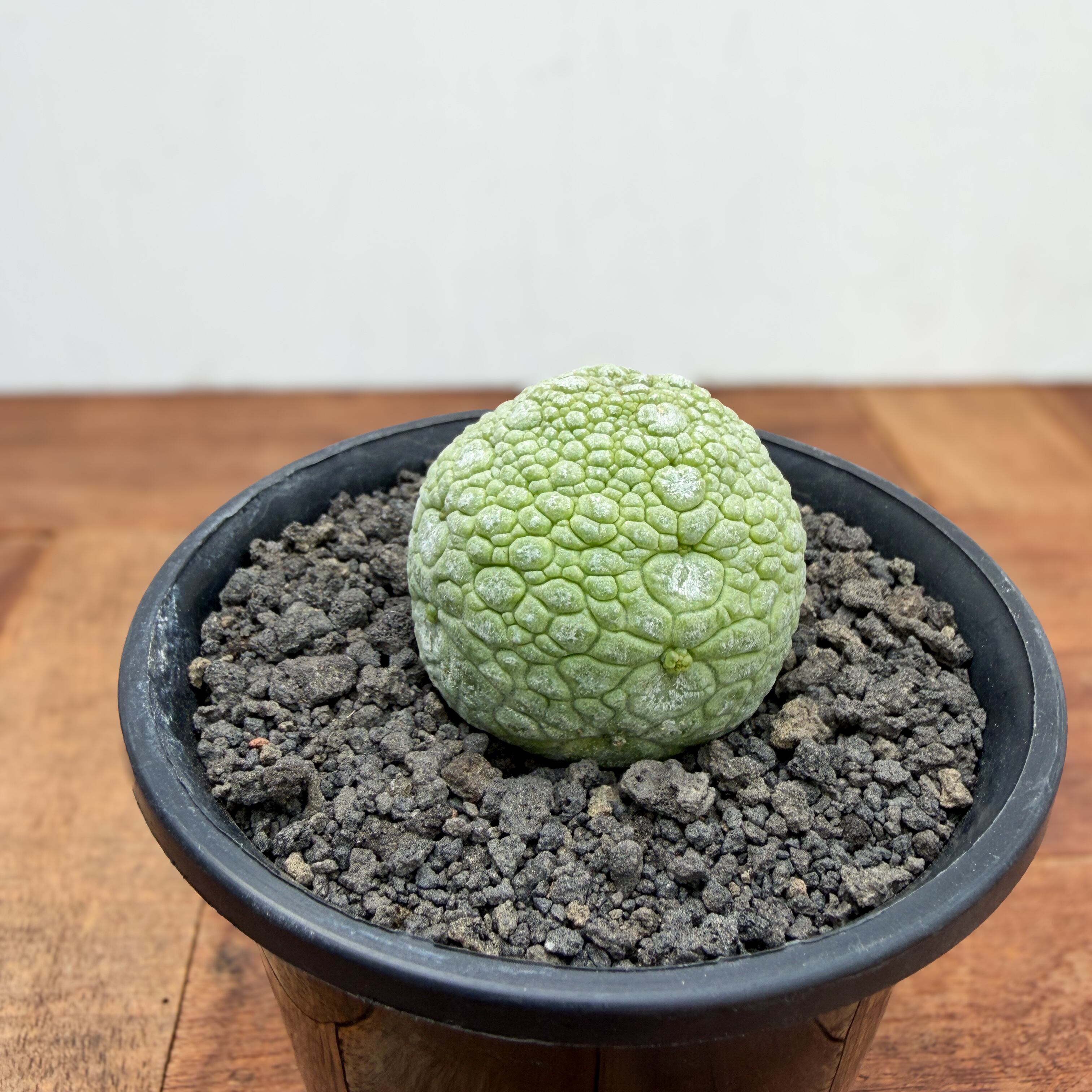 Pseudolithos migiurtinus 【プセウドリトス・ミギウルティヌス・実生