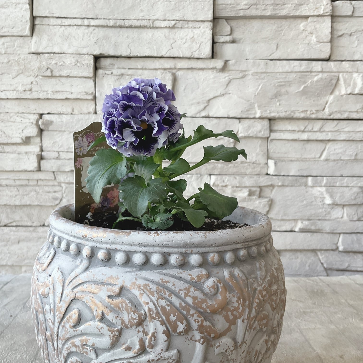 フリル咲きパンジー コライユ 陶器鉢植え | 橋本種苗園