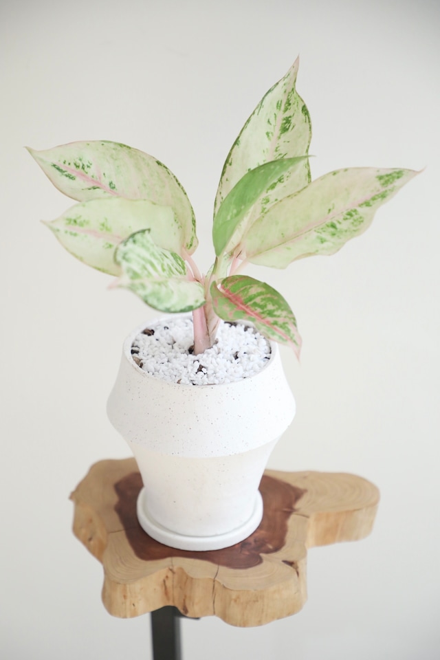 【S】【希少】アグラオネマ ハイブリットフローズン/Aglaonema  ※陶器鉢付き