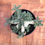 Dorstenia lavrani【ドルステニア・ラブラニー】
