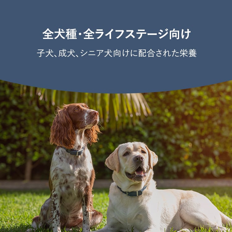 お試し】ZIWI Peak サンプル 30g×6袋 スチーム＆ドライ