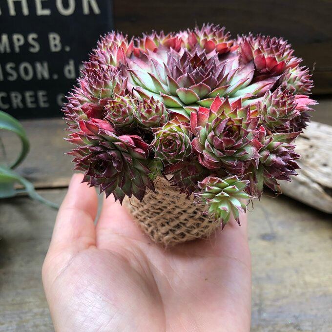 レッド センペルビウム 子株たくさん 多肉植物 ロゼット型の葉 | 植物